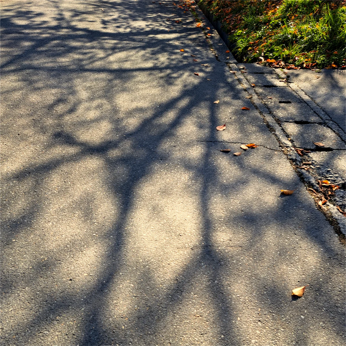 木の陰がこちらに向かって路面に伸びている写真