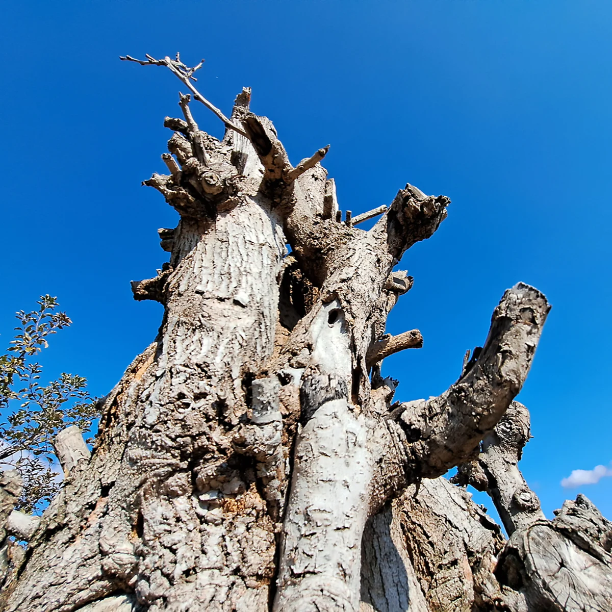 枝を切られた桑の木の幹