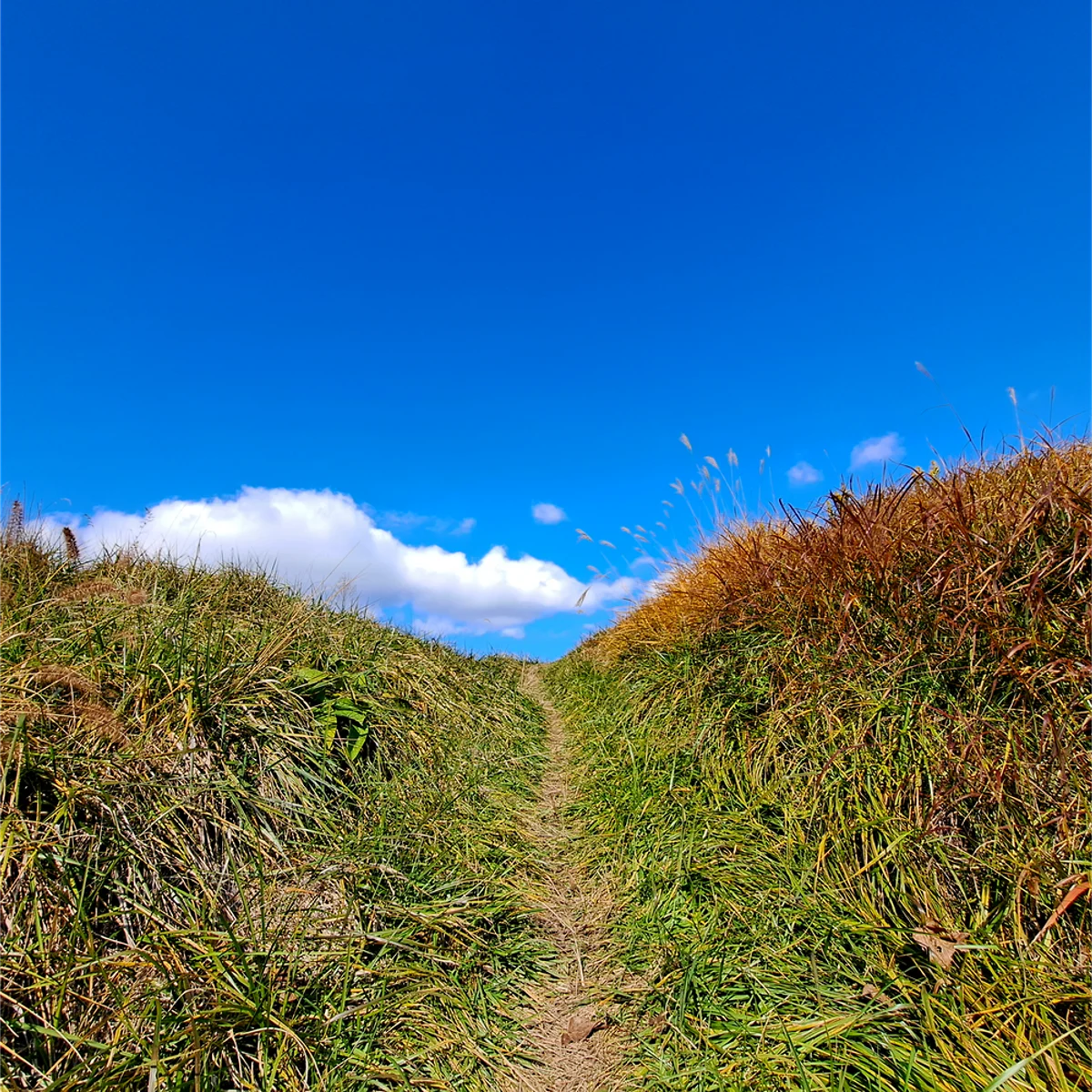 土手の上に向かって登る小道