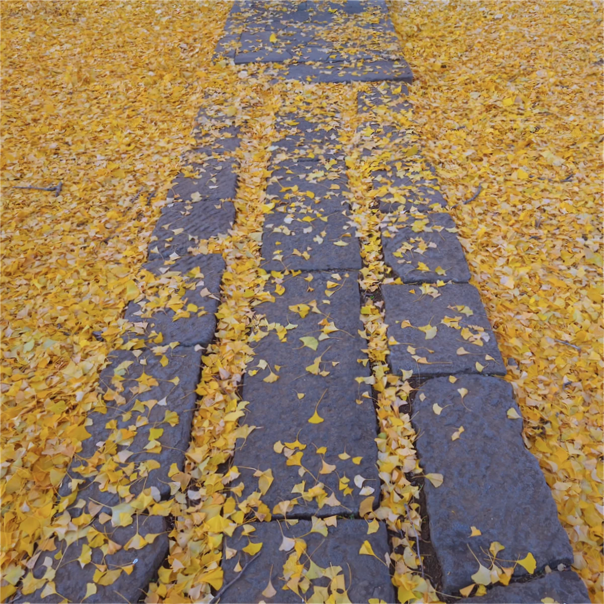 一面のイチョウの落葉