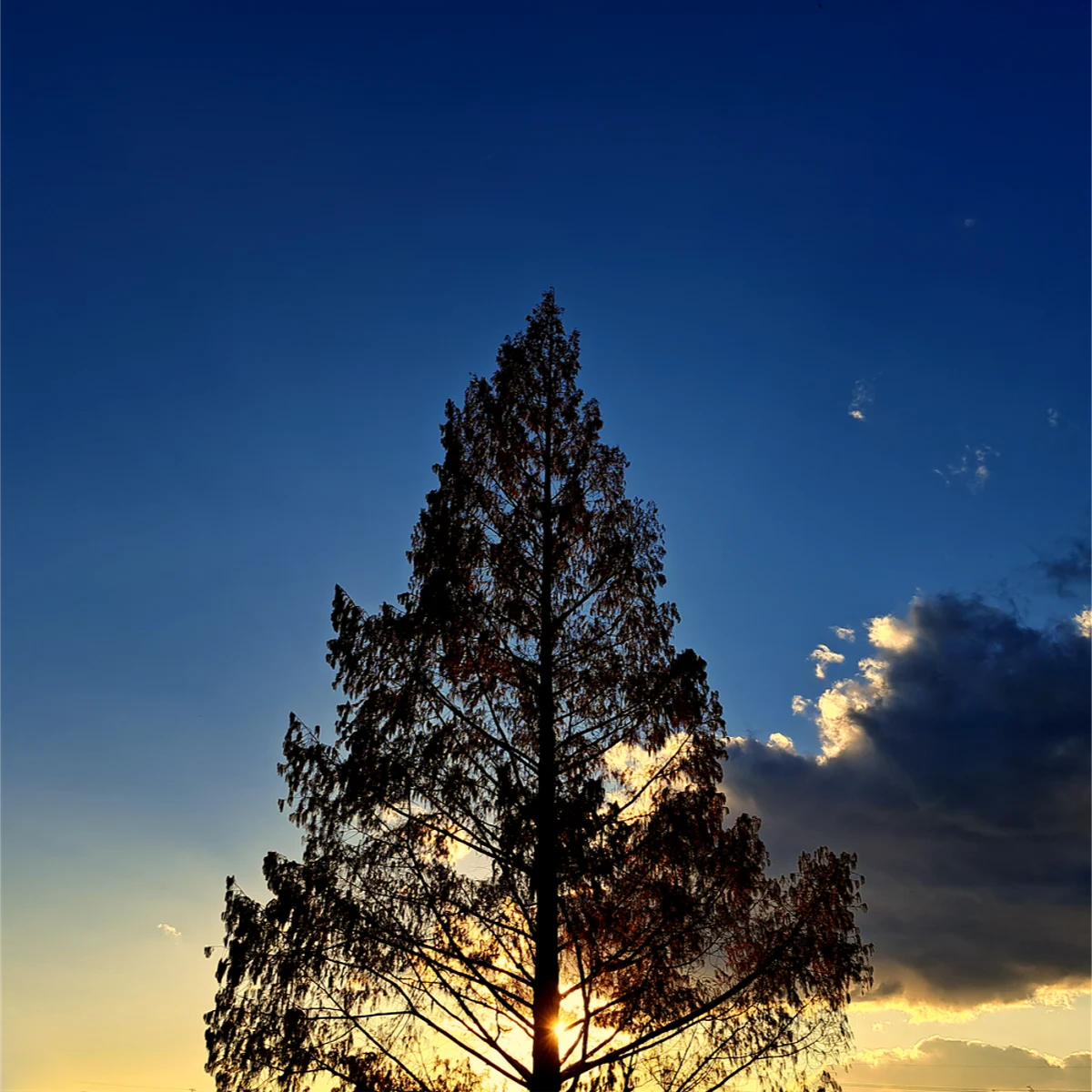 夕暮れを背景とした1本の木のシルエット
