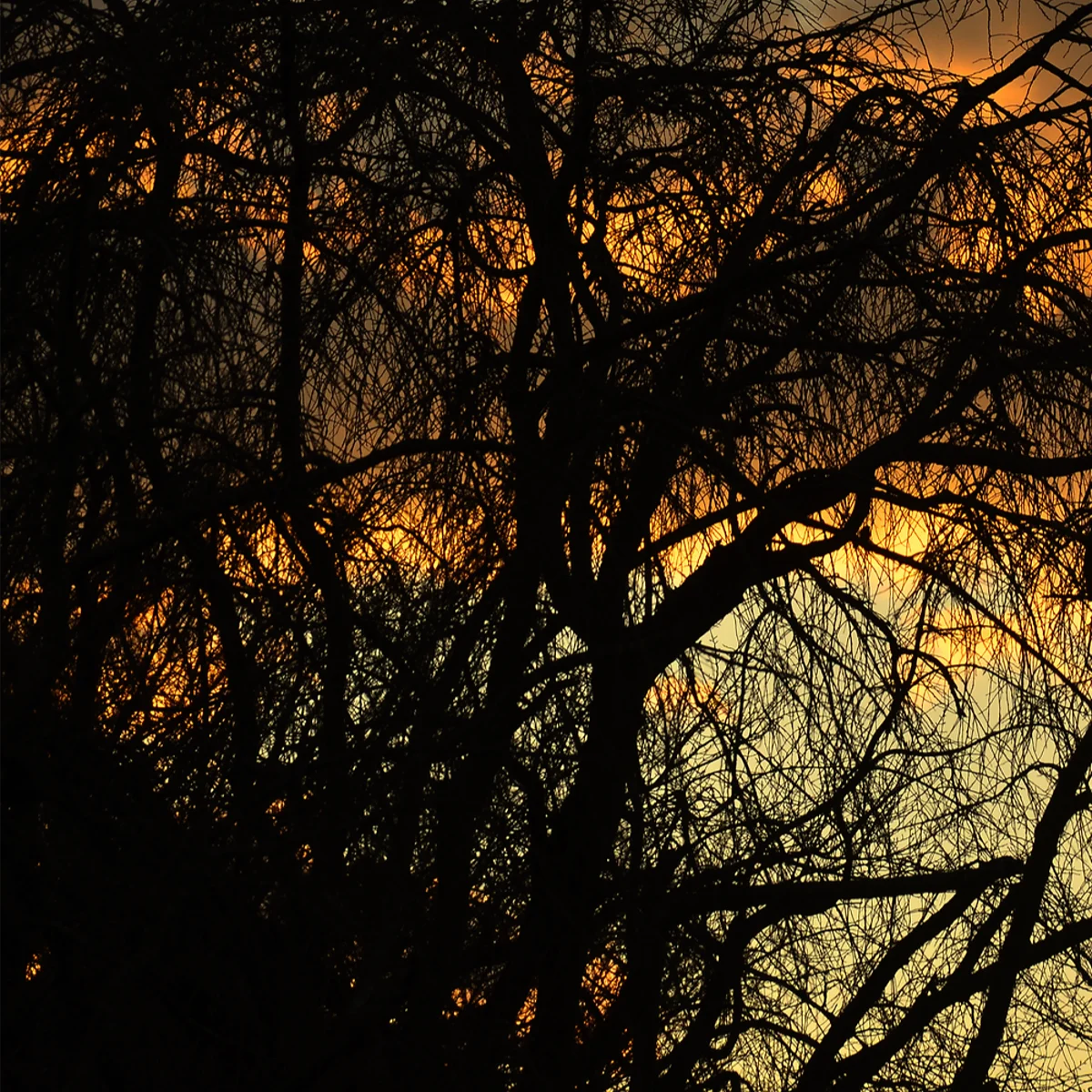 夕暮れを背景とした木々の枝