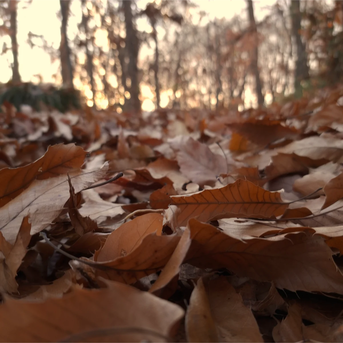 夕暮れ時の森の中をローアングルで取った写真
