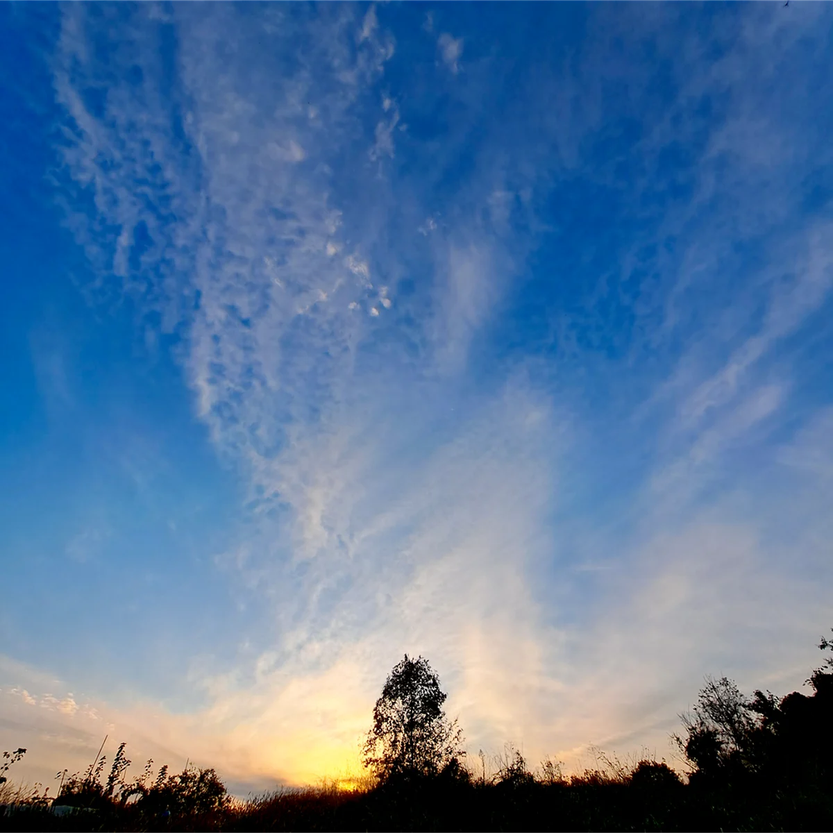 夕暮れの空を背景にした木のシルエットの写真