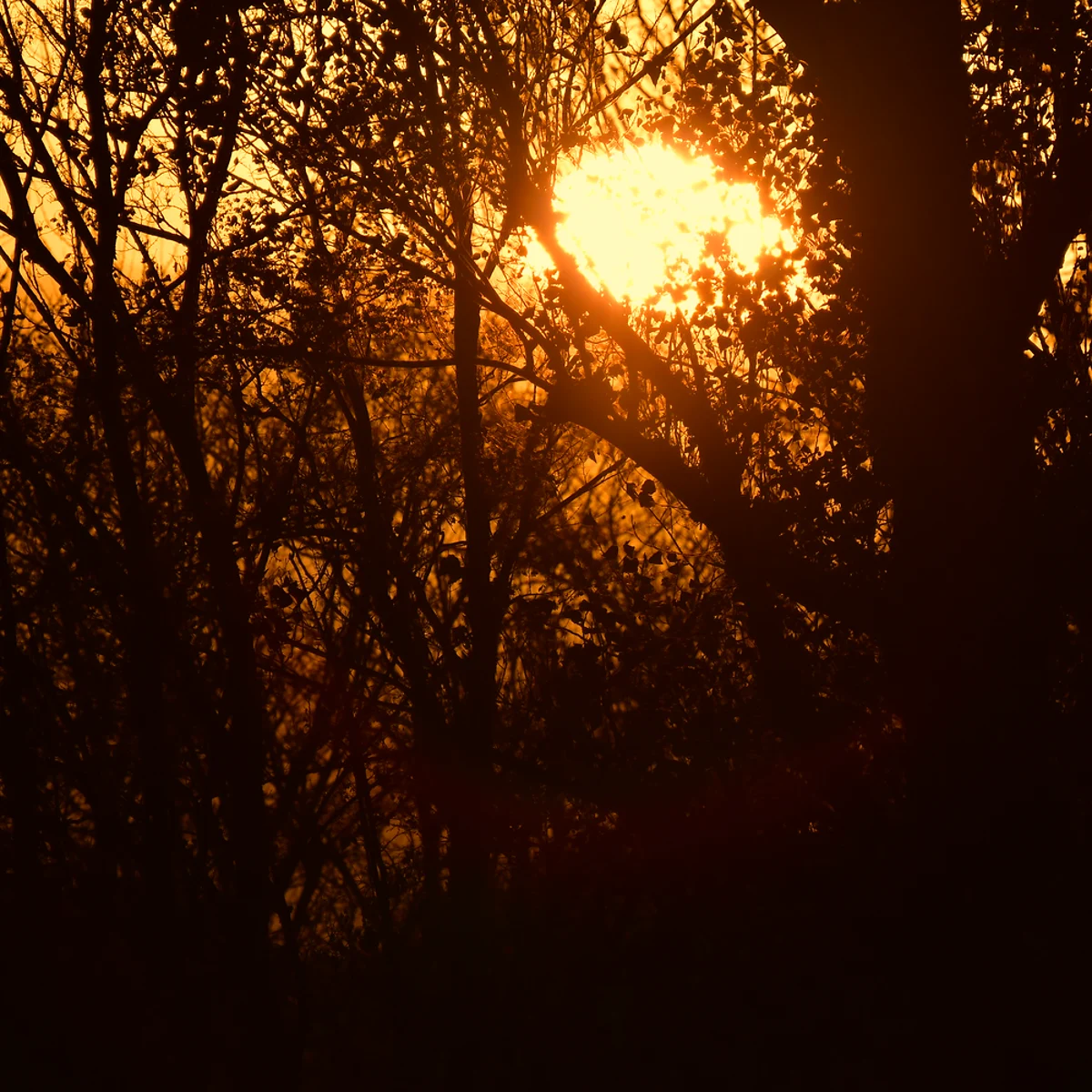 夕日を背景にした木々の写真