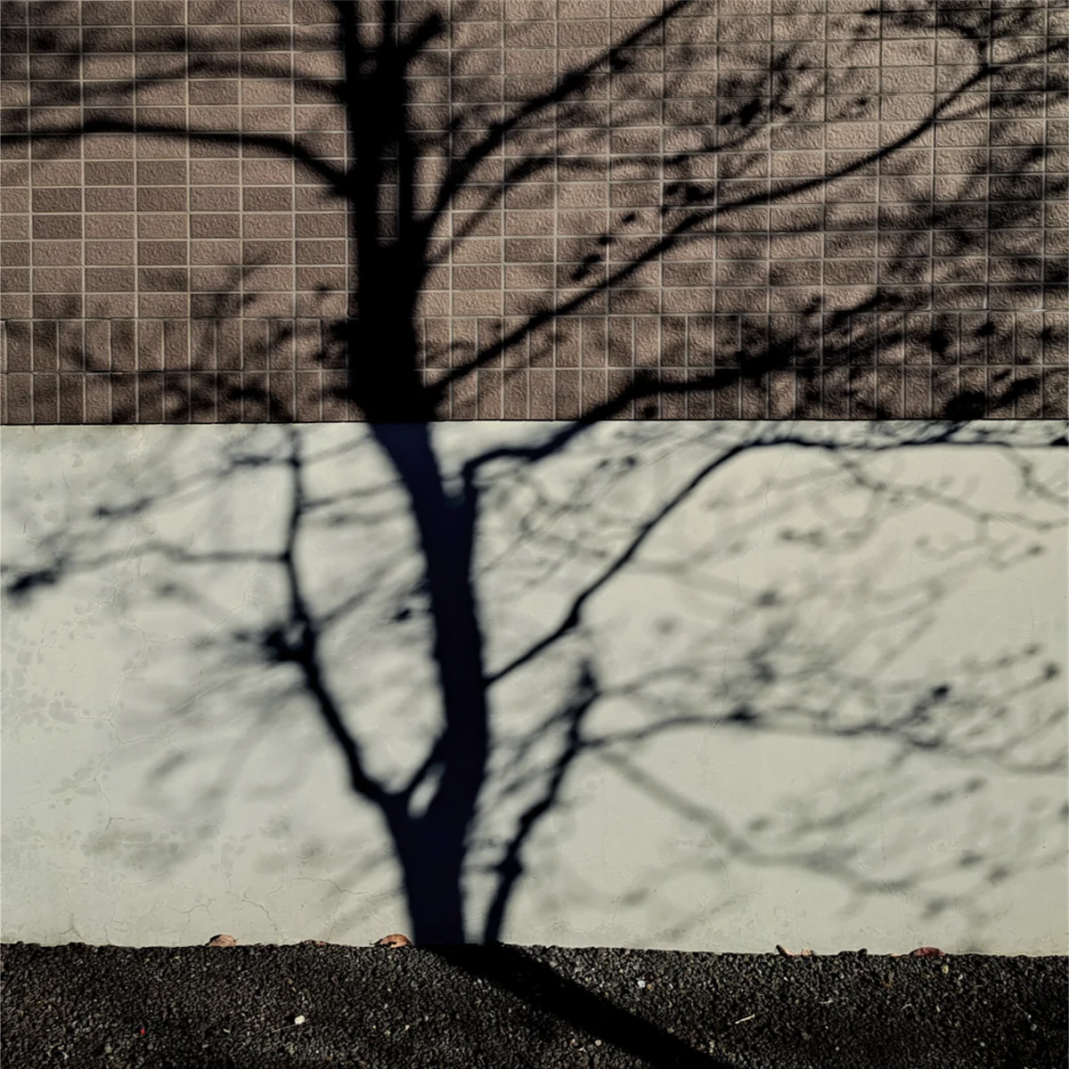 建物に木の影が投影されている写真