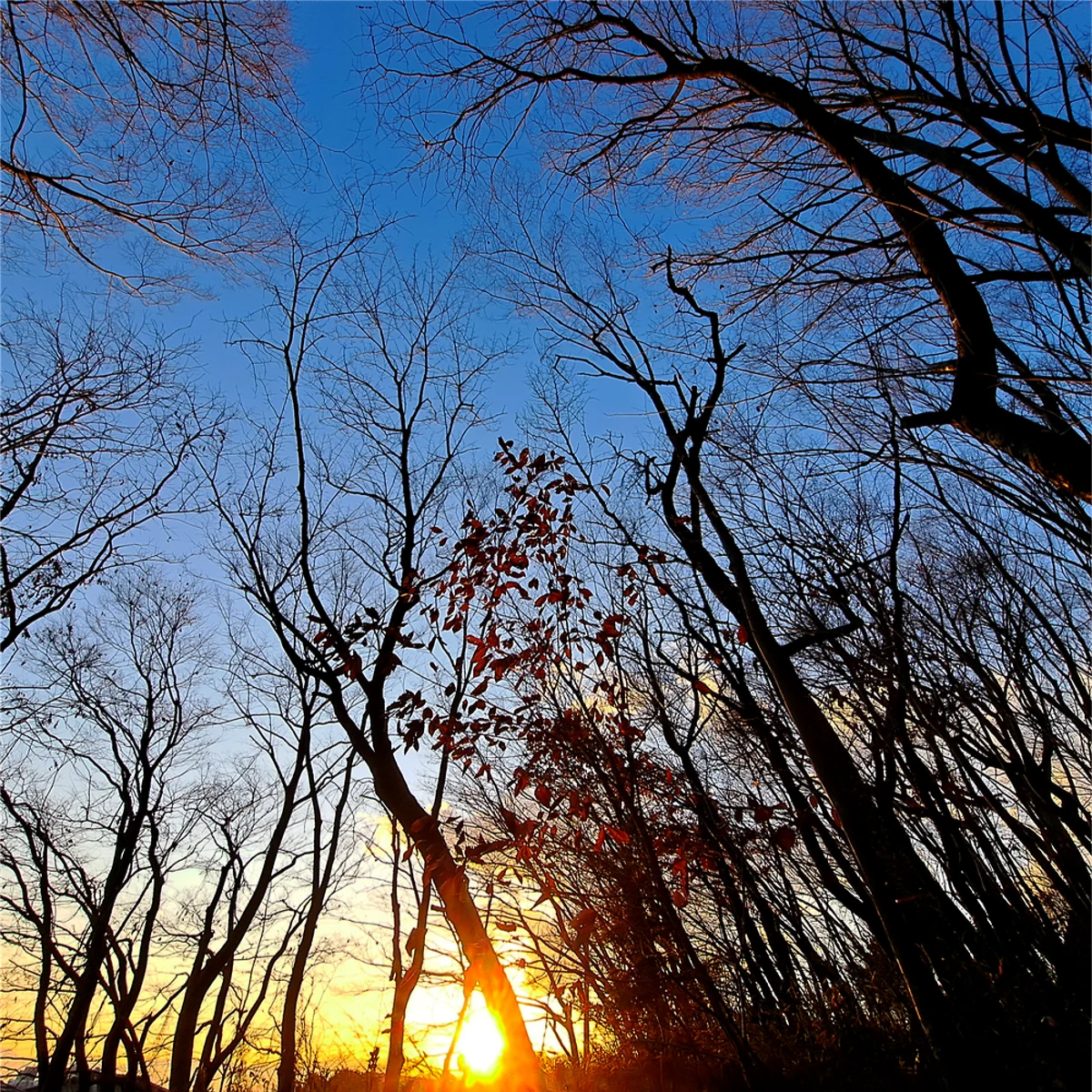 日没間近の空を背景に木々を見上げた写真