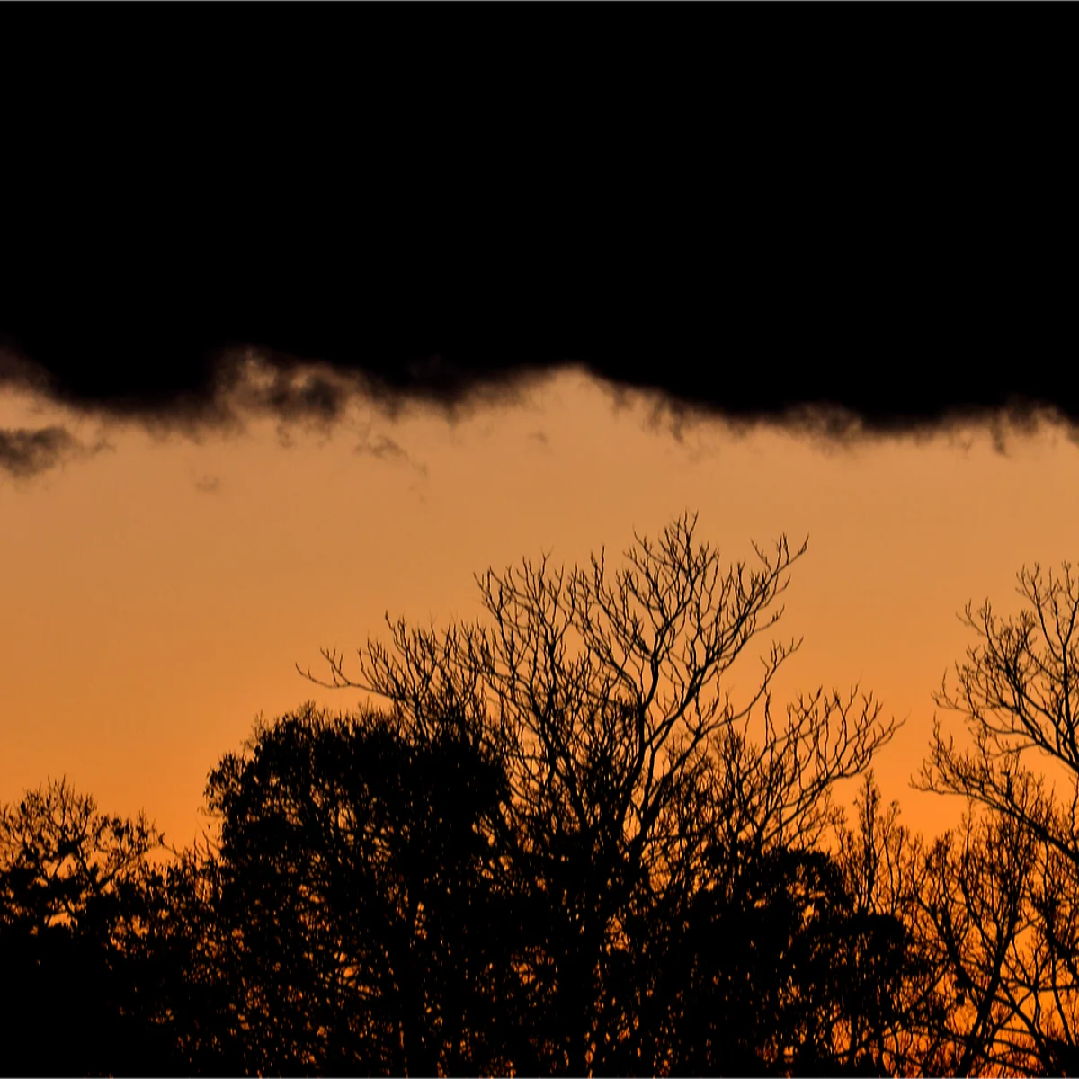 黒い雲が漂うオレンジ色の空を背景にした木々の写真