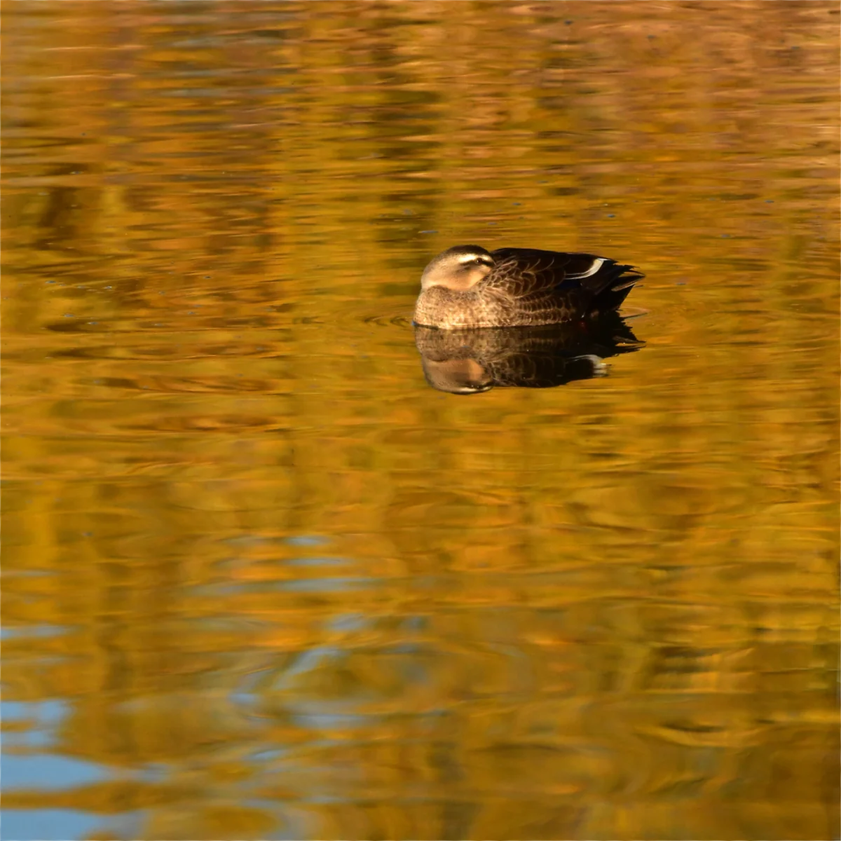 水面で休息しているカルガモ 目は開いている