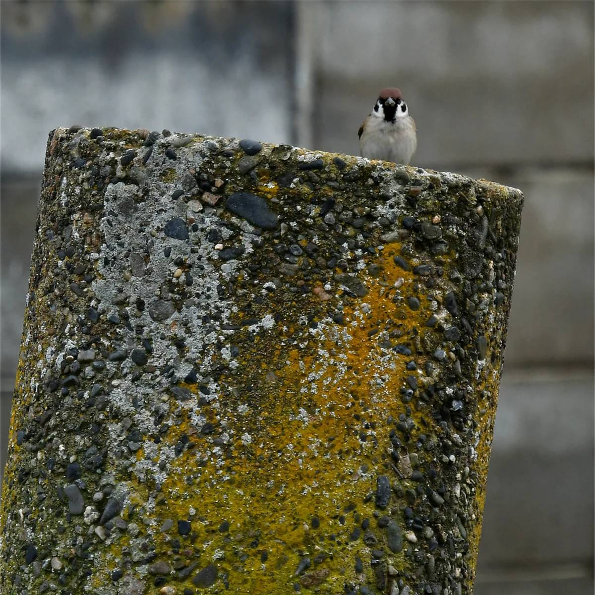 スズメが正面を向いて止まっている写真