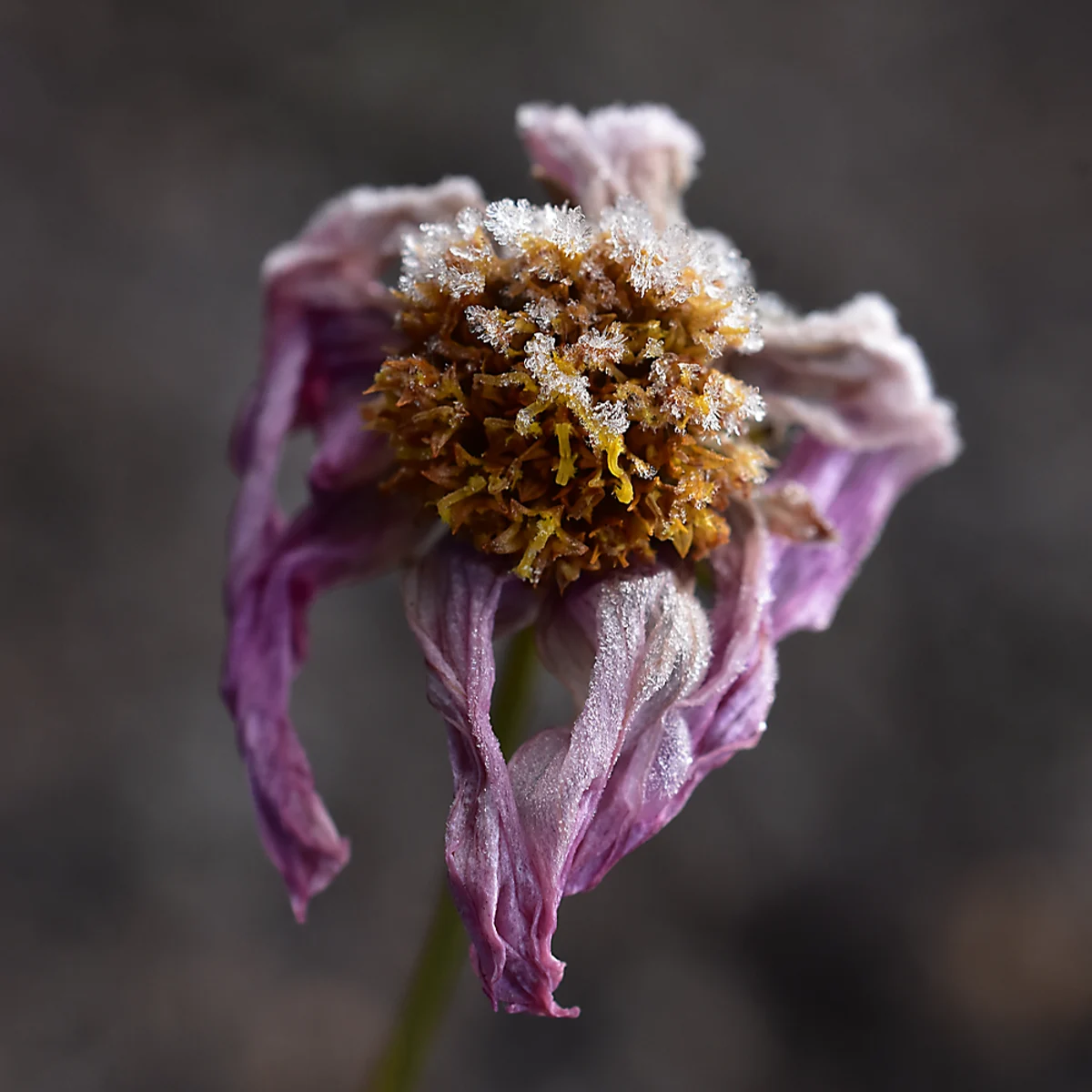 霜がついた枯れたコスモス