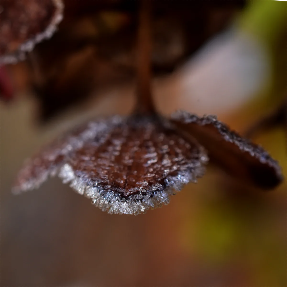 霜がついた枯れた紫陽花