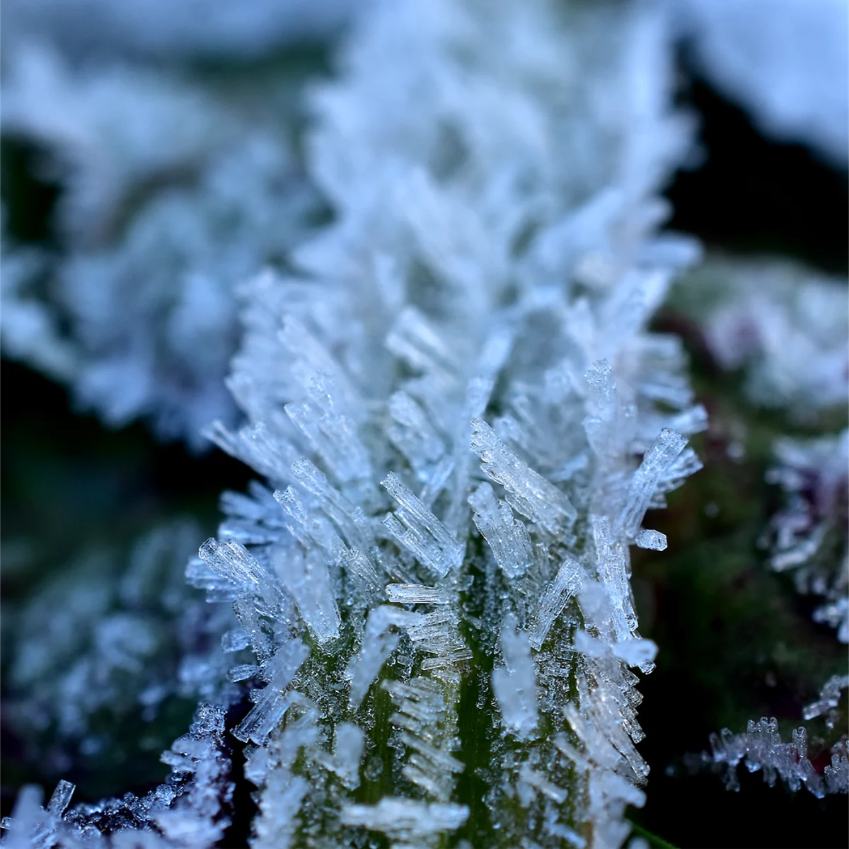 霜がついたイネ科の草の葉
