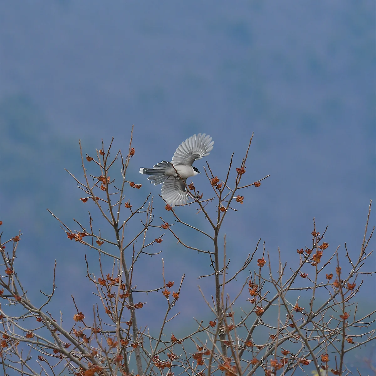 梢のオナガが翼をひろげている