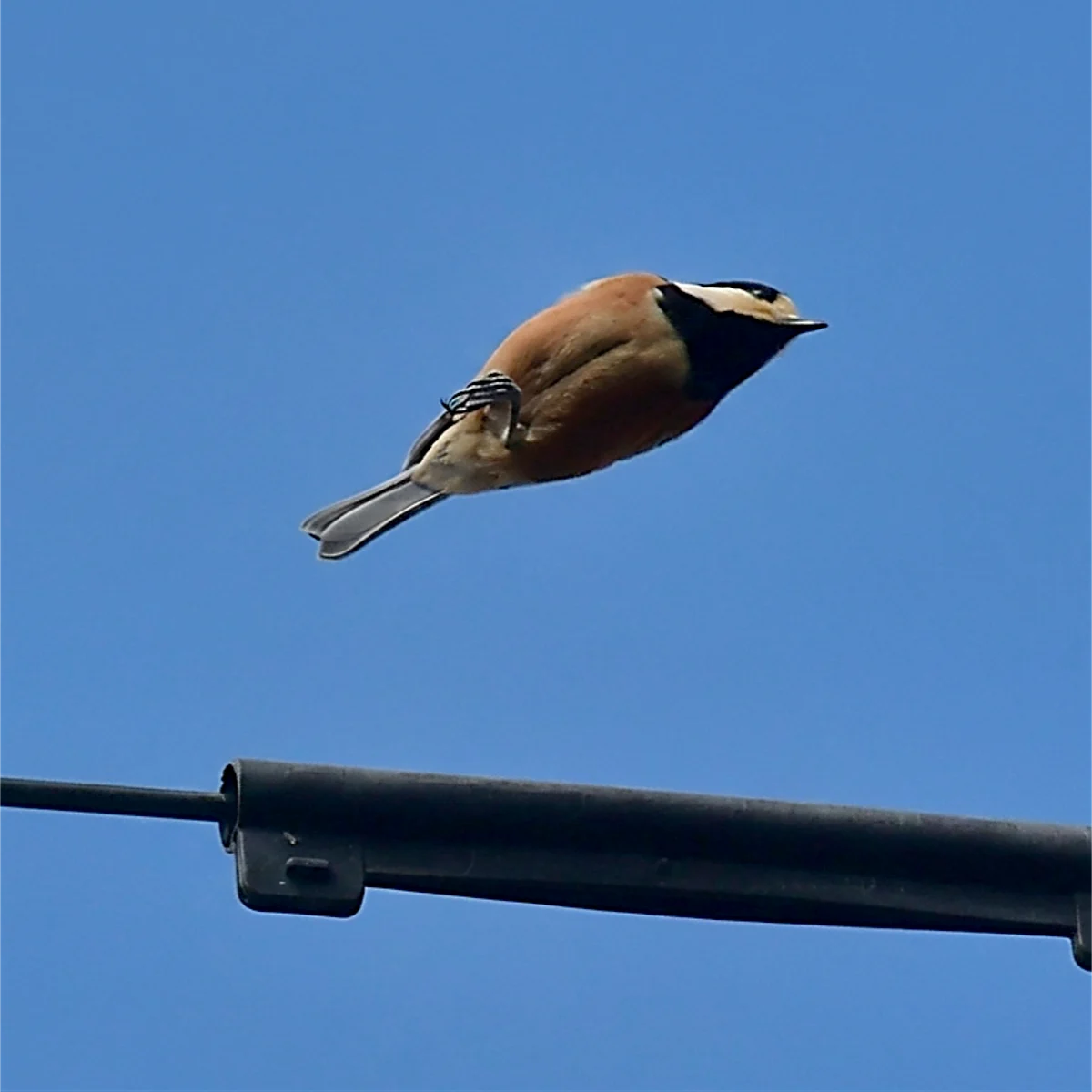 ヤマガラの空中姿勢を捉えた写真