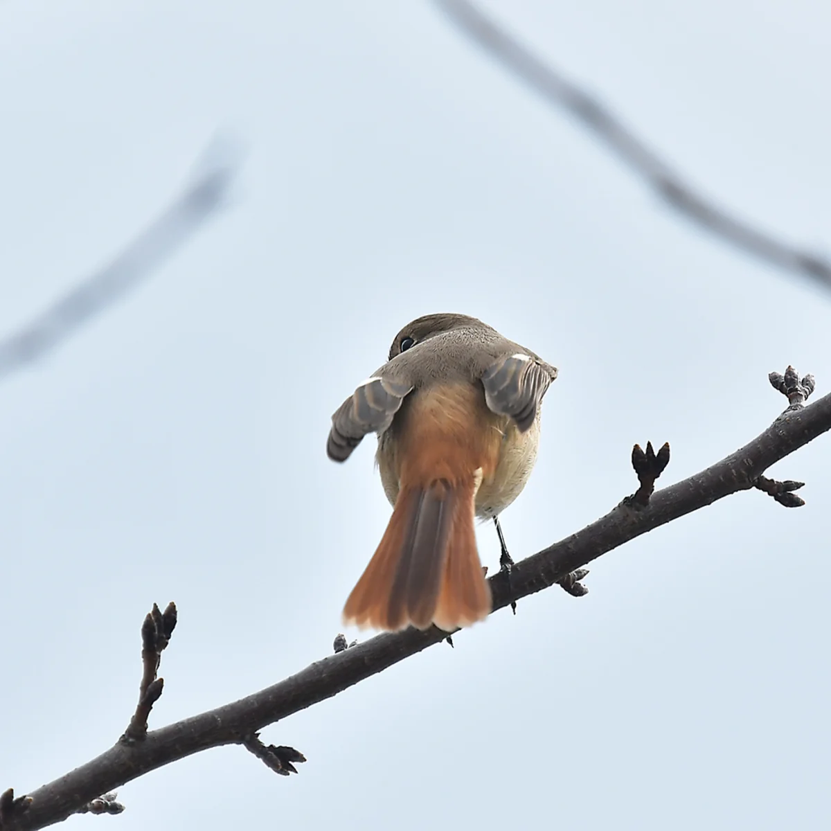 ジョウビタキの目が肩越しに見える写真