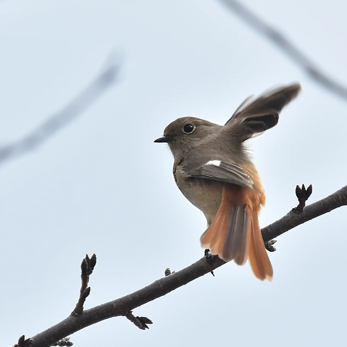 ジョウビタキが片方の翼をひろげている写真