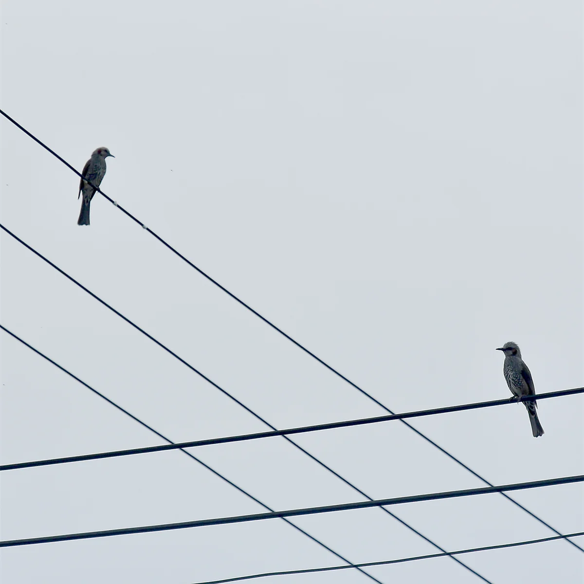 ヒヨドリが止まっている電線の重なりが平行四辺形をつくっている