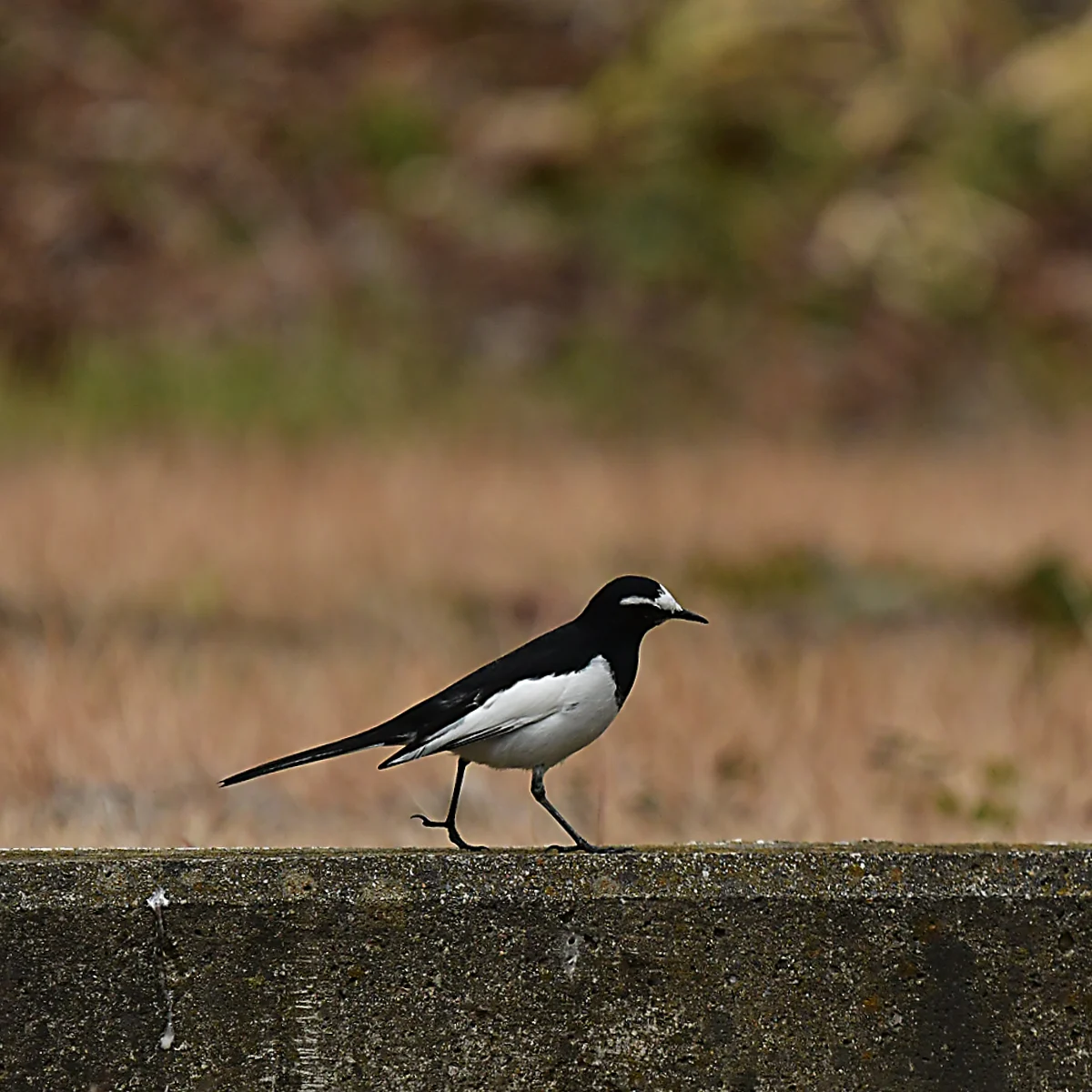 セグロセキレイの歩行写真