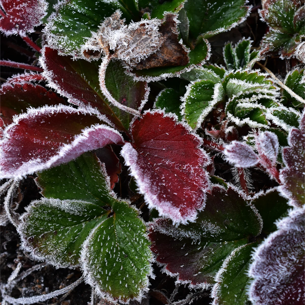 霜がついた赤や緑のイチゴの葉