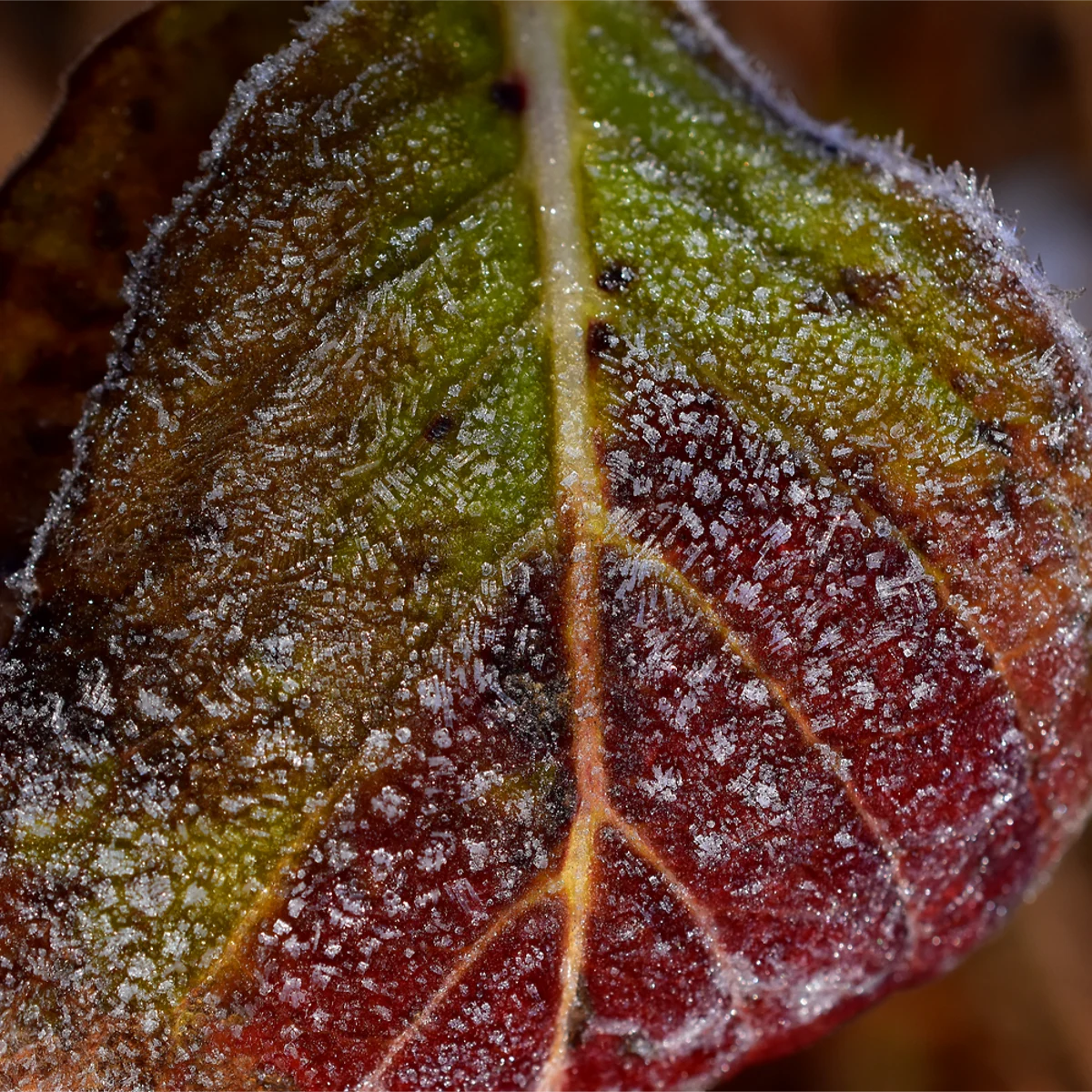 霜がついた赤から緑へと変化する紫陽花の葉