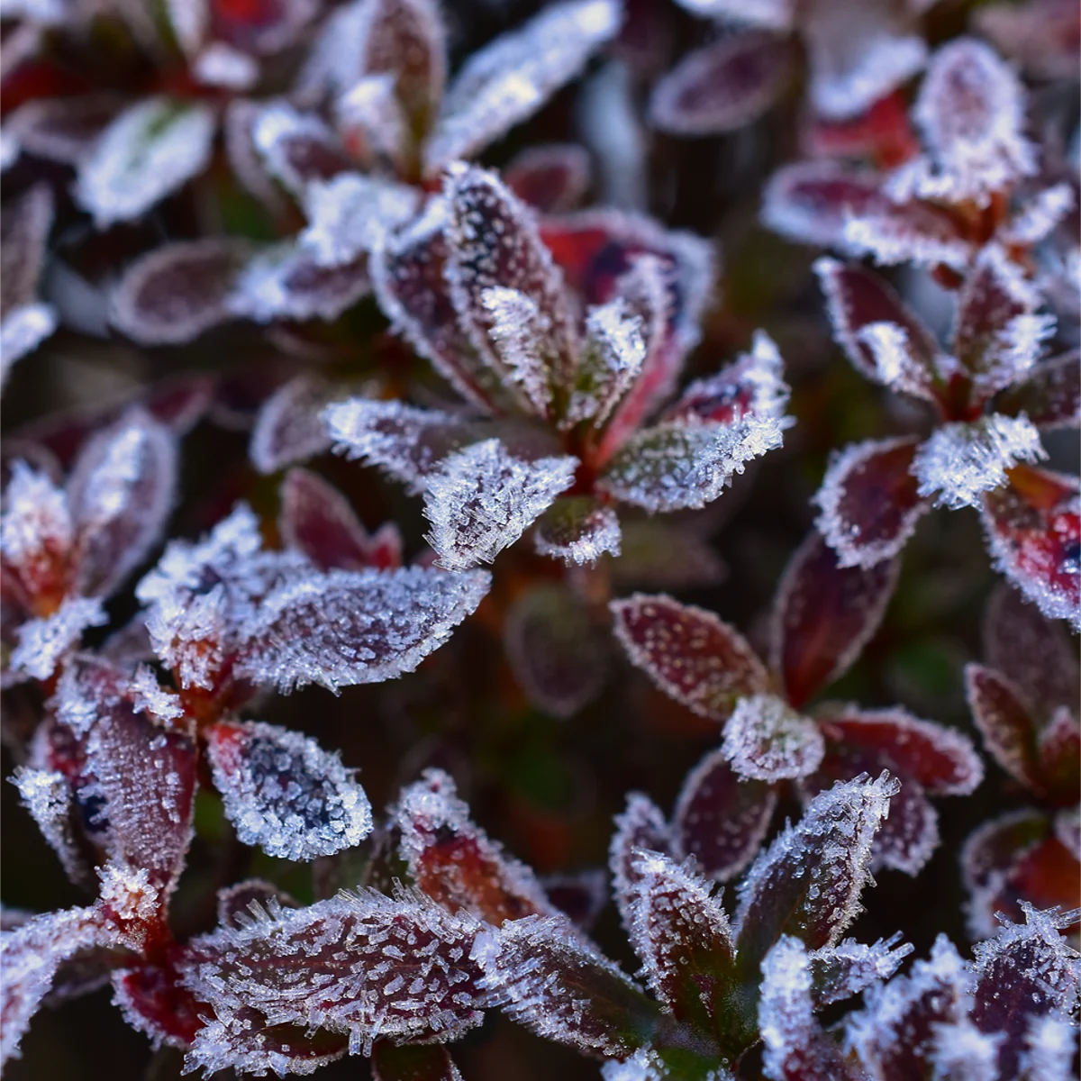 霜がついたツツジの葉