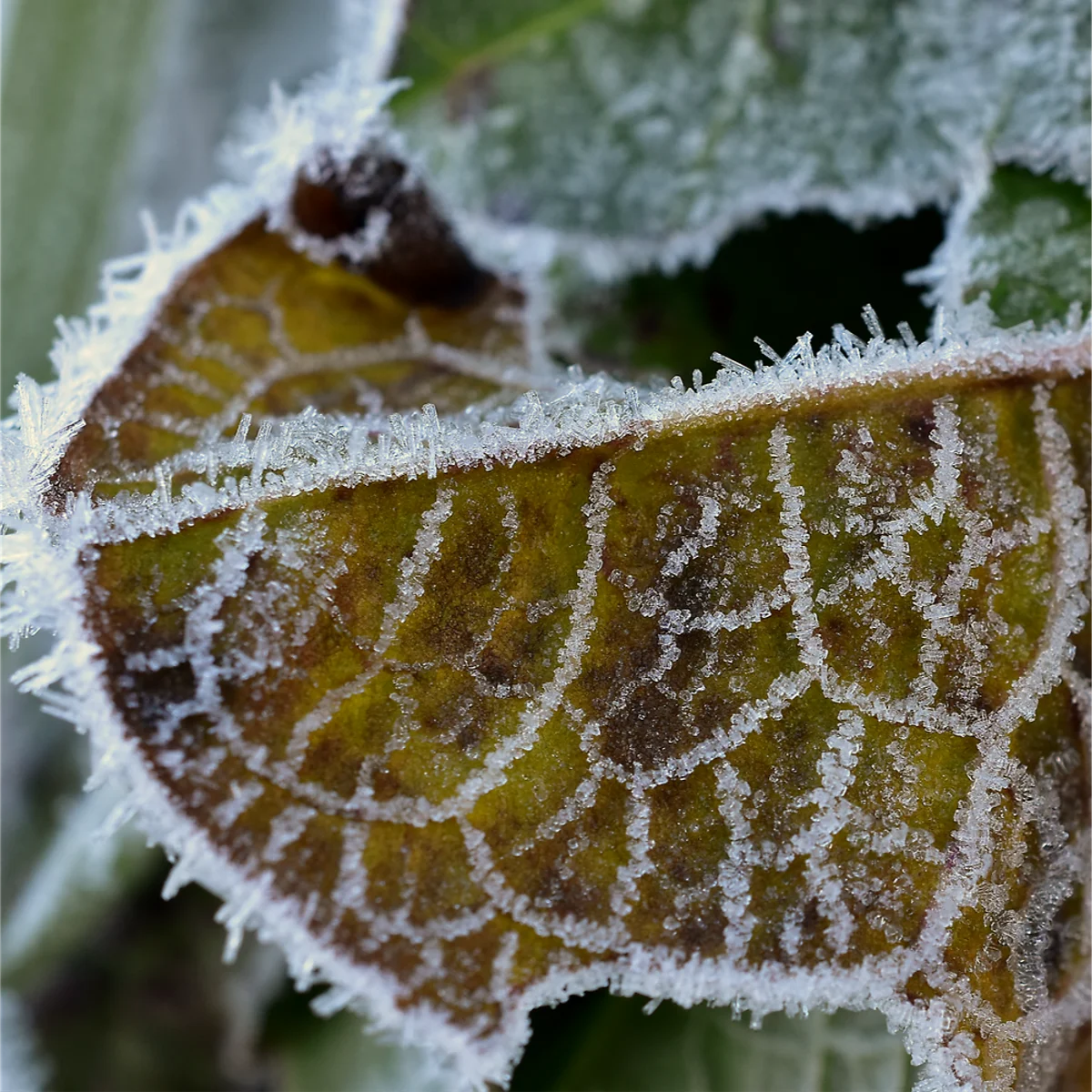 葉脈に霜がついたギシギシの葉
