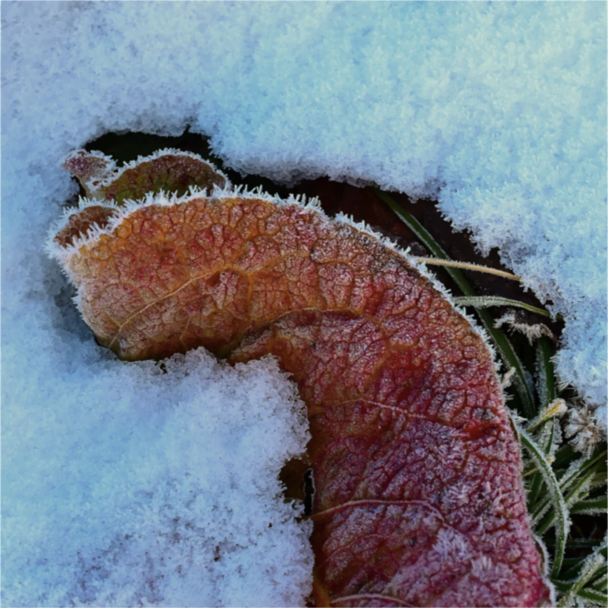 雪に埋もれた葉に霜がついている