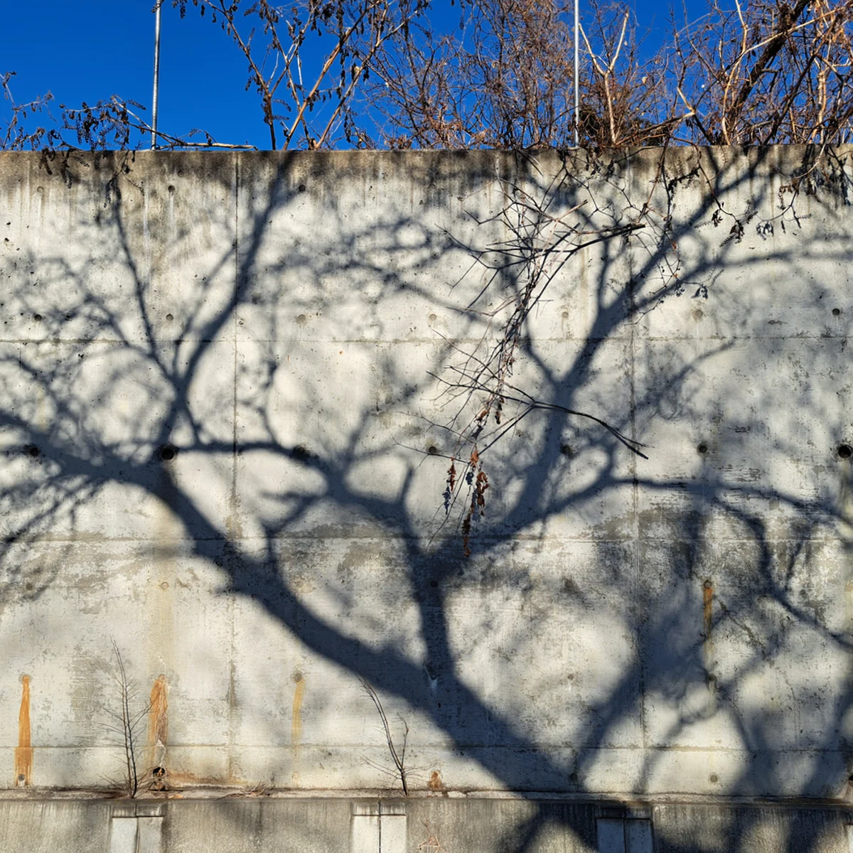 コンクリートの壁に映る冬枯れの木の影