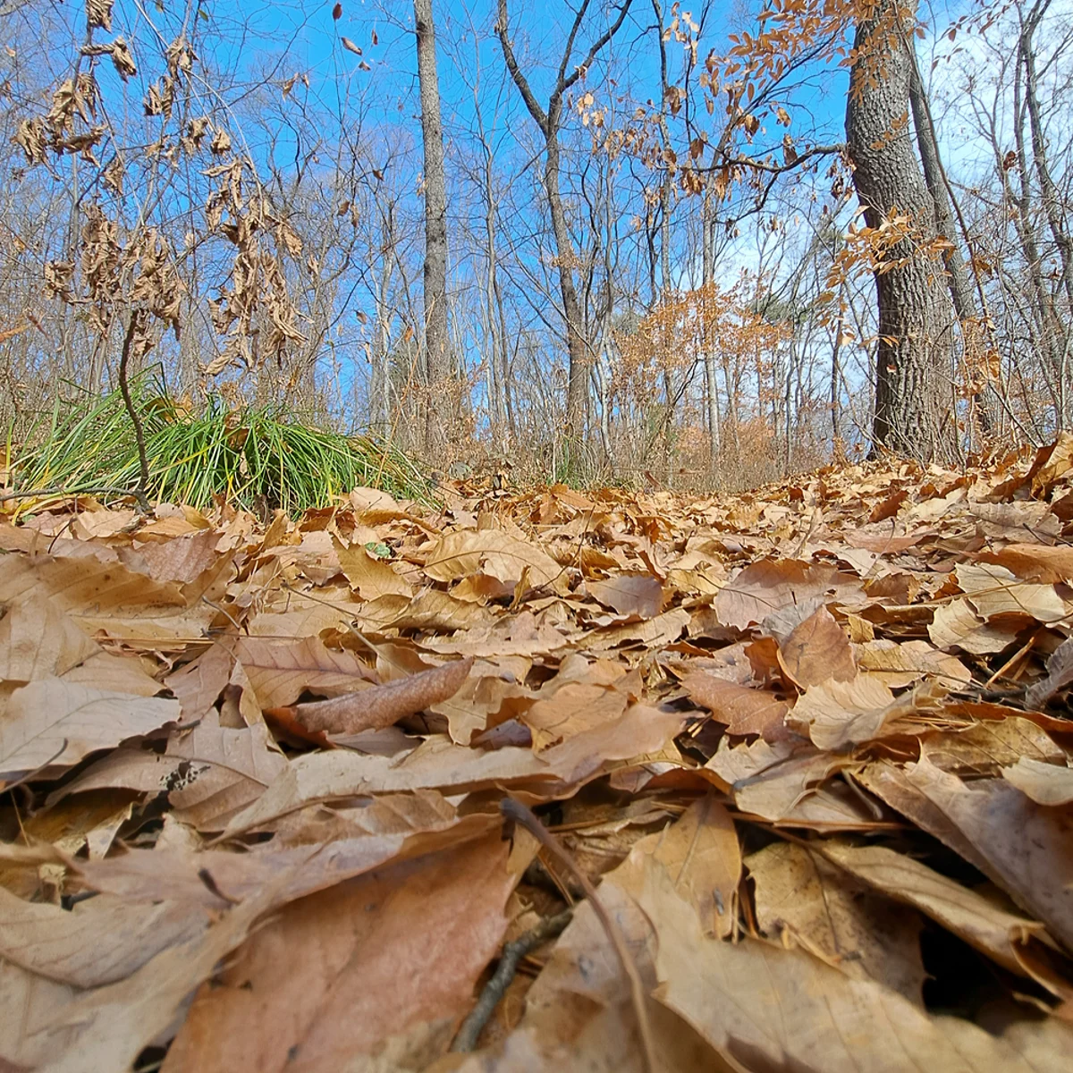 晴れた雑木林の風景をローアングルで写した写真