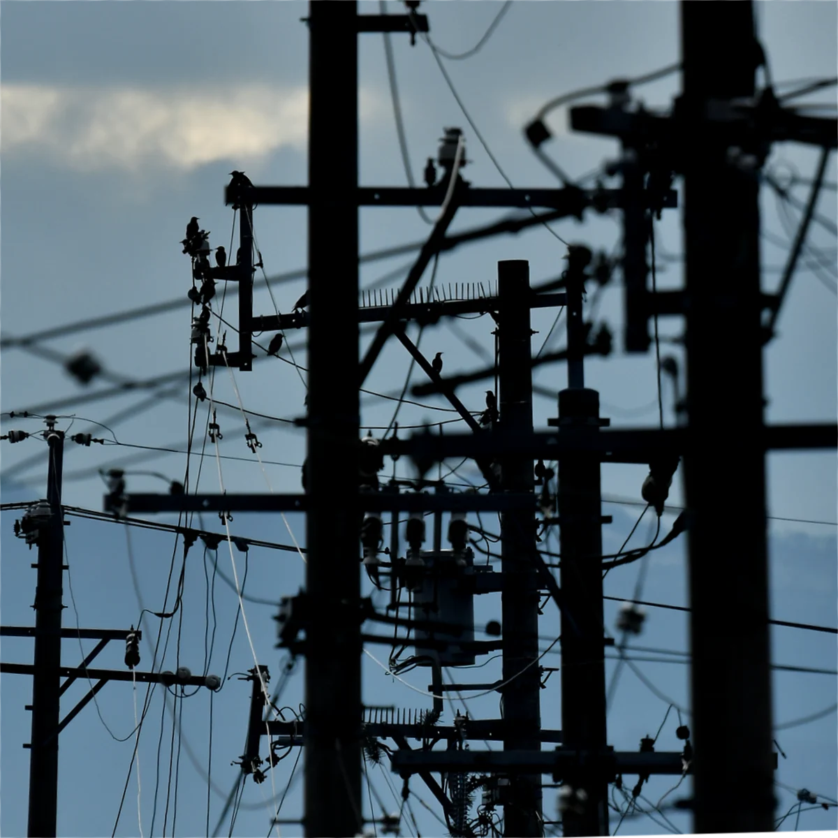 数本の電柱のシルエット