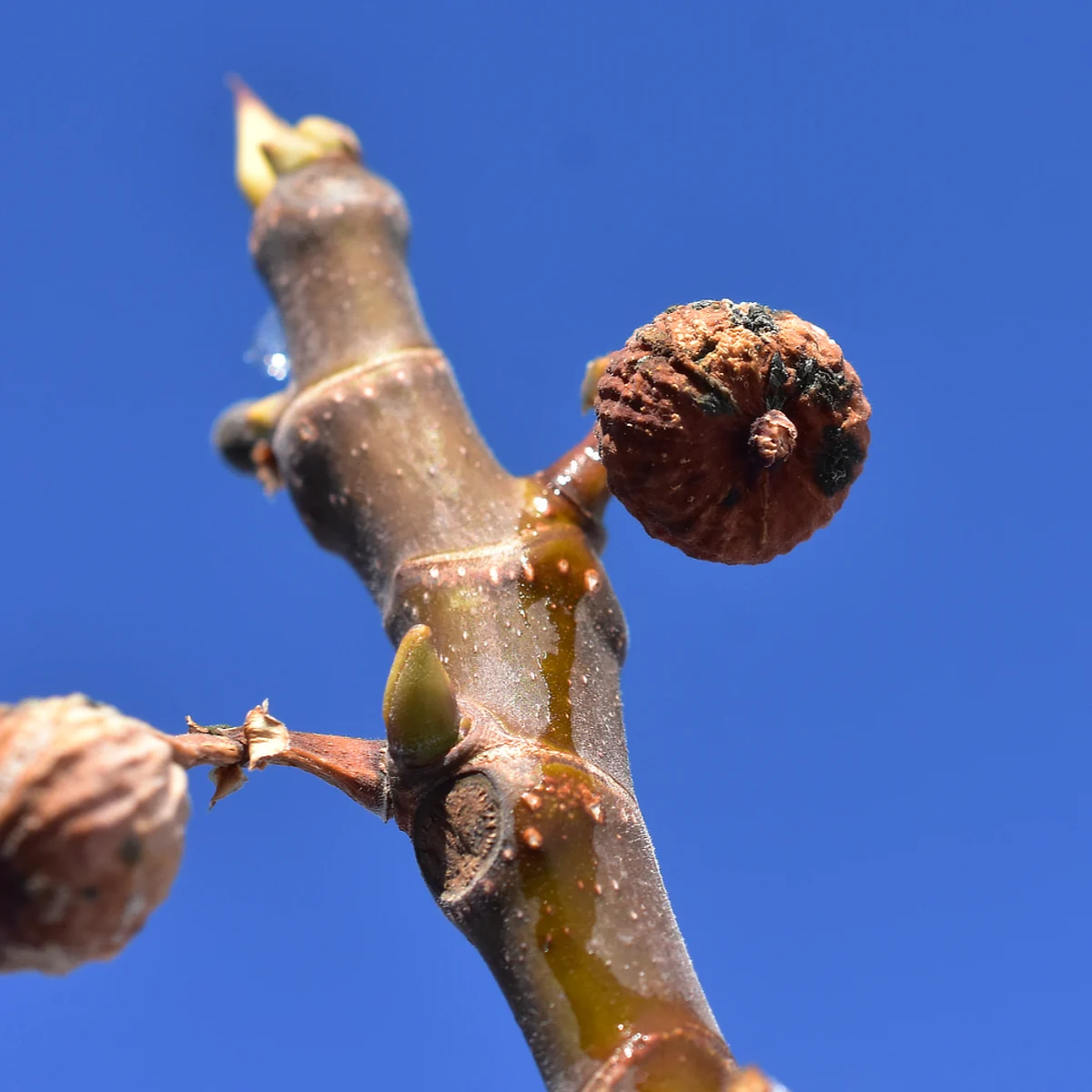 しわしわになったイチジクの実を青空を背景に写している