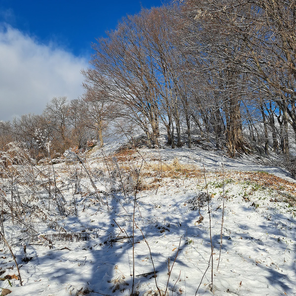 薄く雪が積もった耕作放棄地とその向こうに見える雑木