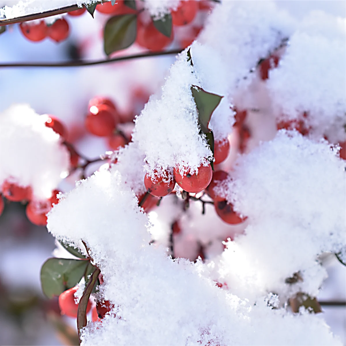 赤いナンテンの実に白い雪が被っている
