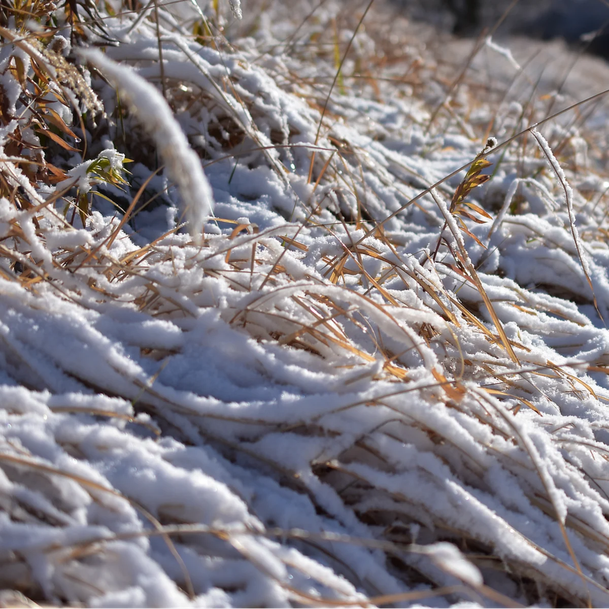雪をかぶった土手の草