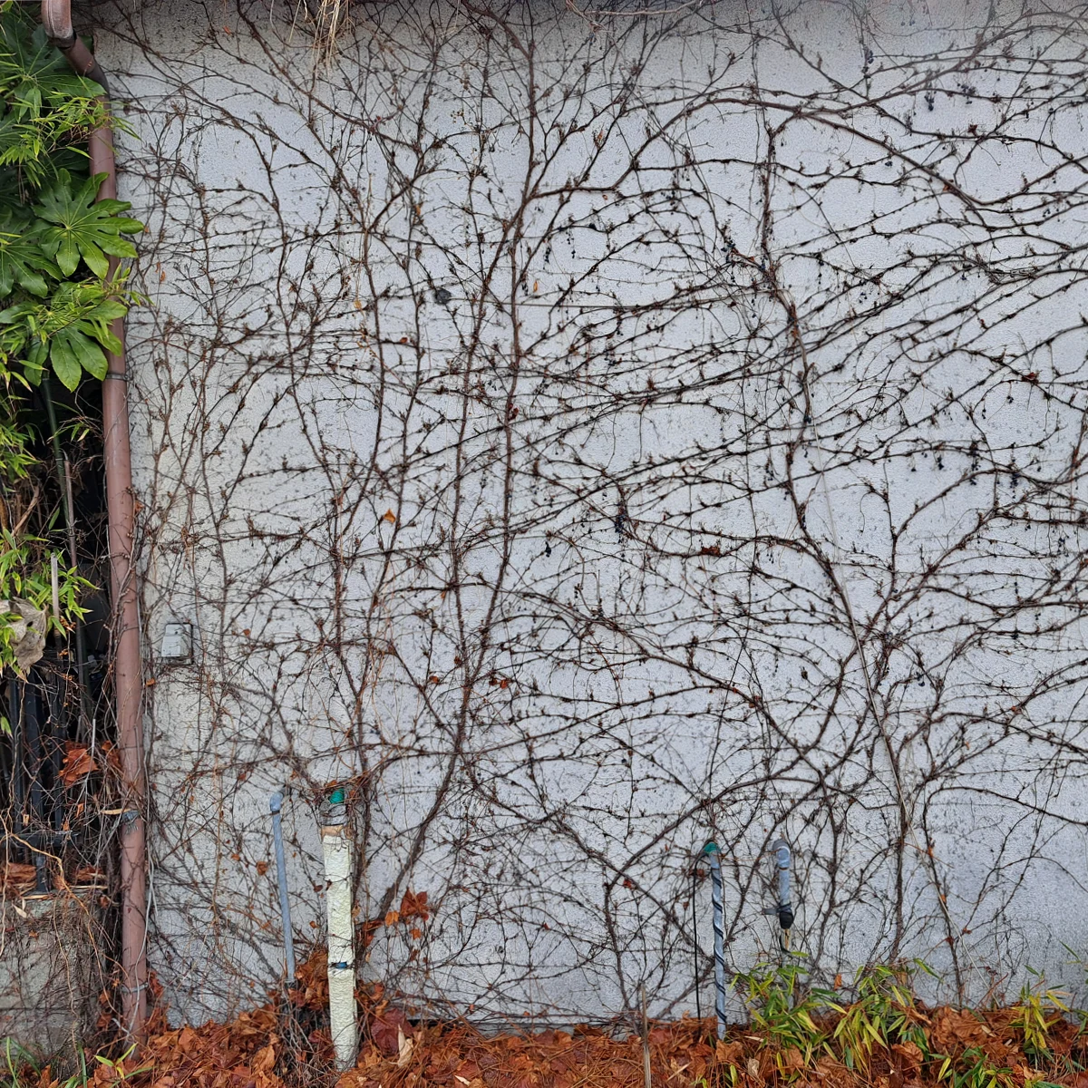 民家の壁を覆うツタの蔓