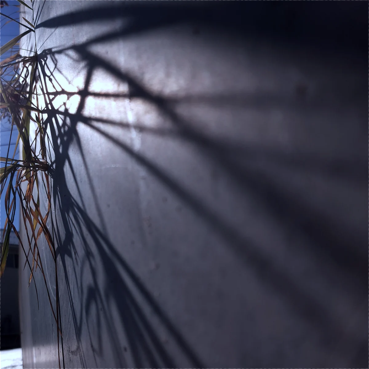 コンクリートの壁に草の影がこちらに向かって伸びてきている