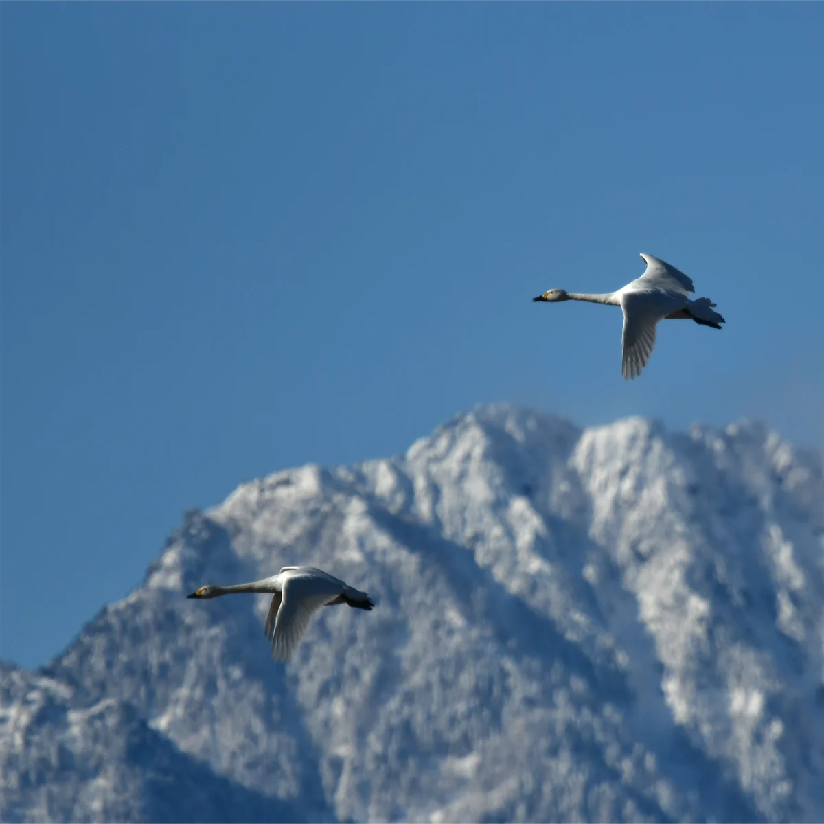 雪山を背景に飛ぶコハクチョウ2羽