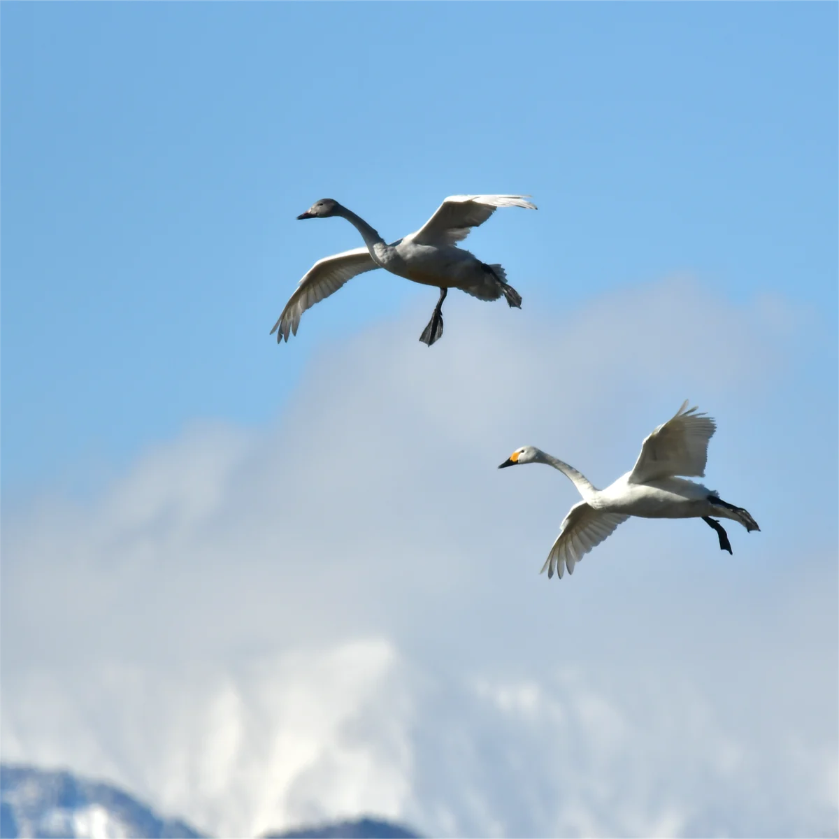 雪山を背景に飛ぶコハクチョウ2羽
