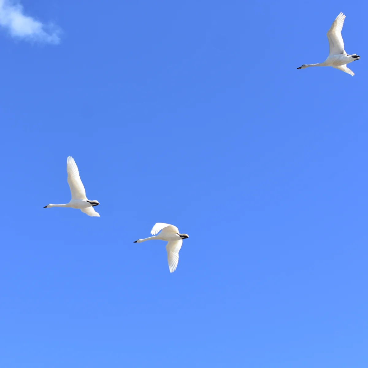 青空を背景に飛ぶコハクチョウ3羽