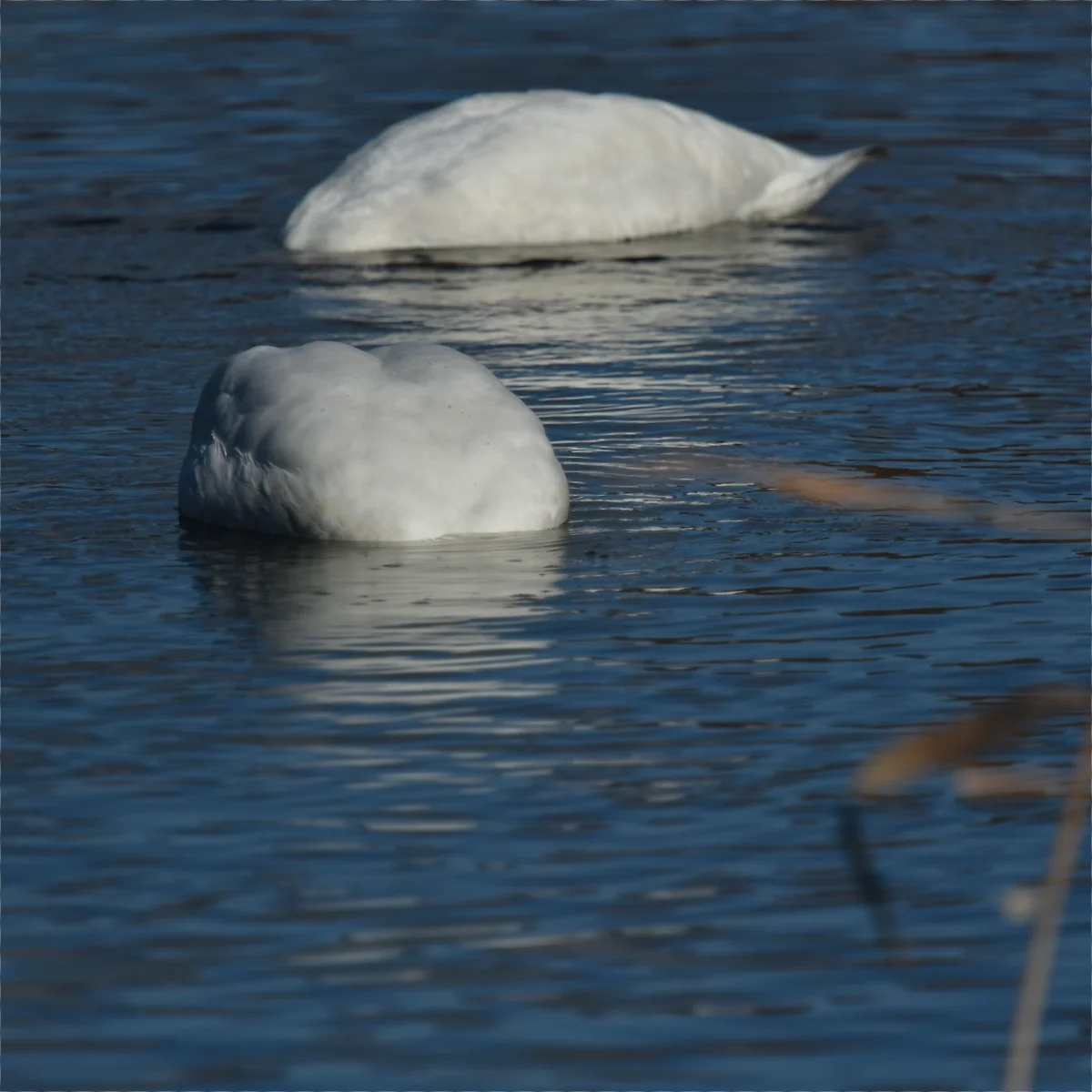 コハクチョウが首から先を水中に入れている