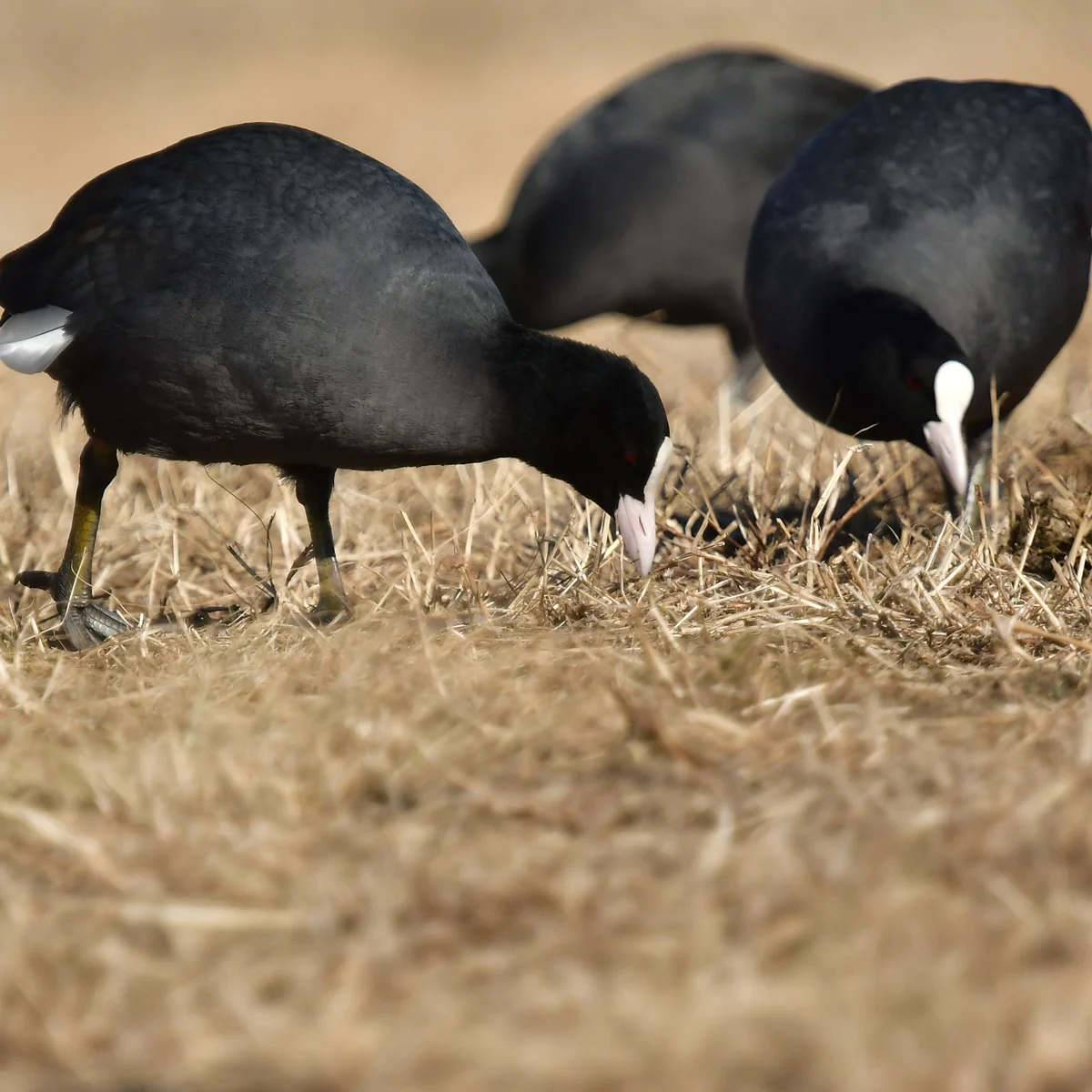 オオバン3羽が重なって写っている