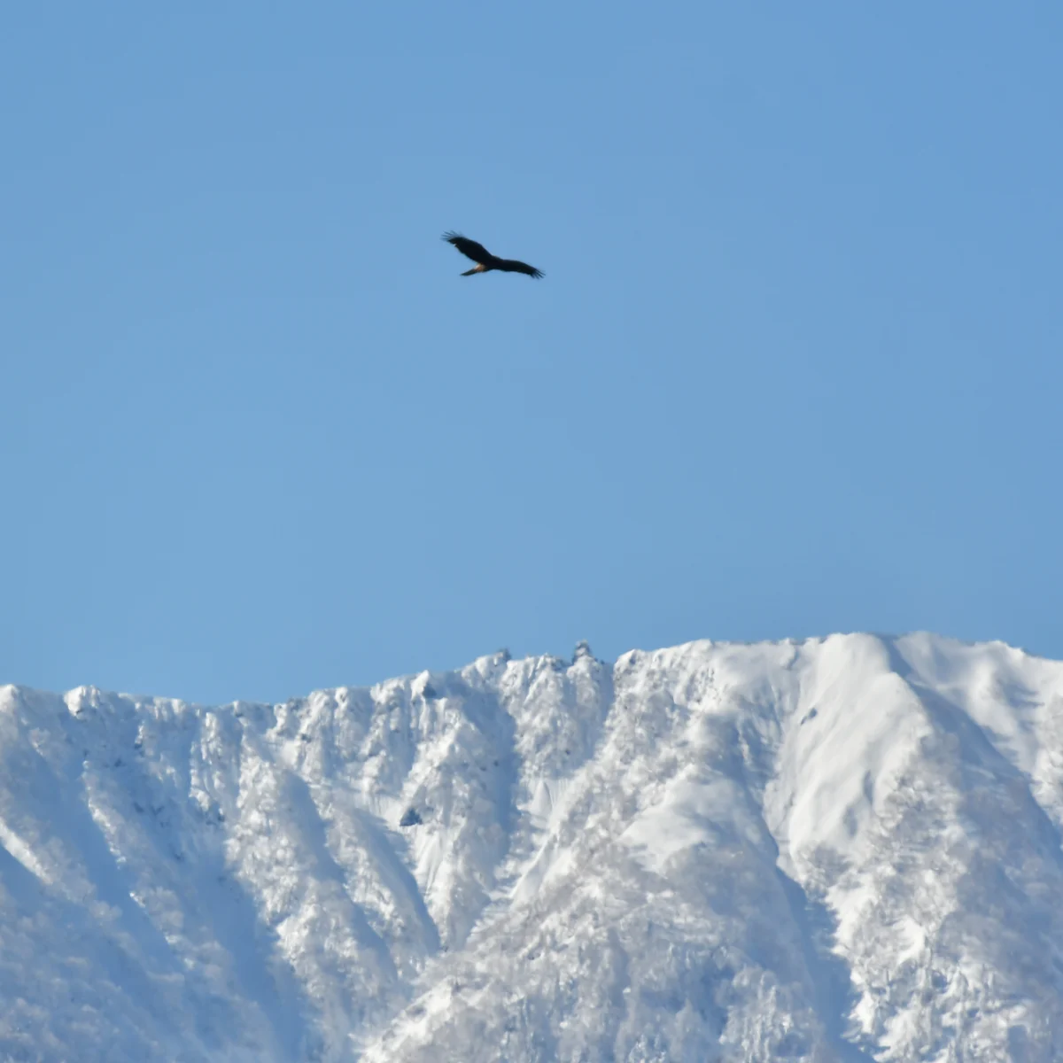 雪山を背景に飛ぶトビ