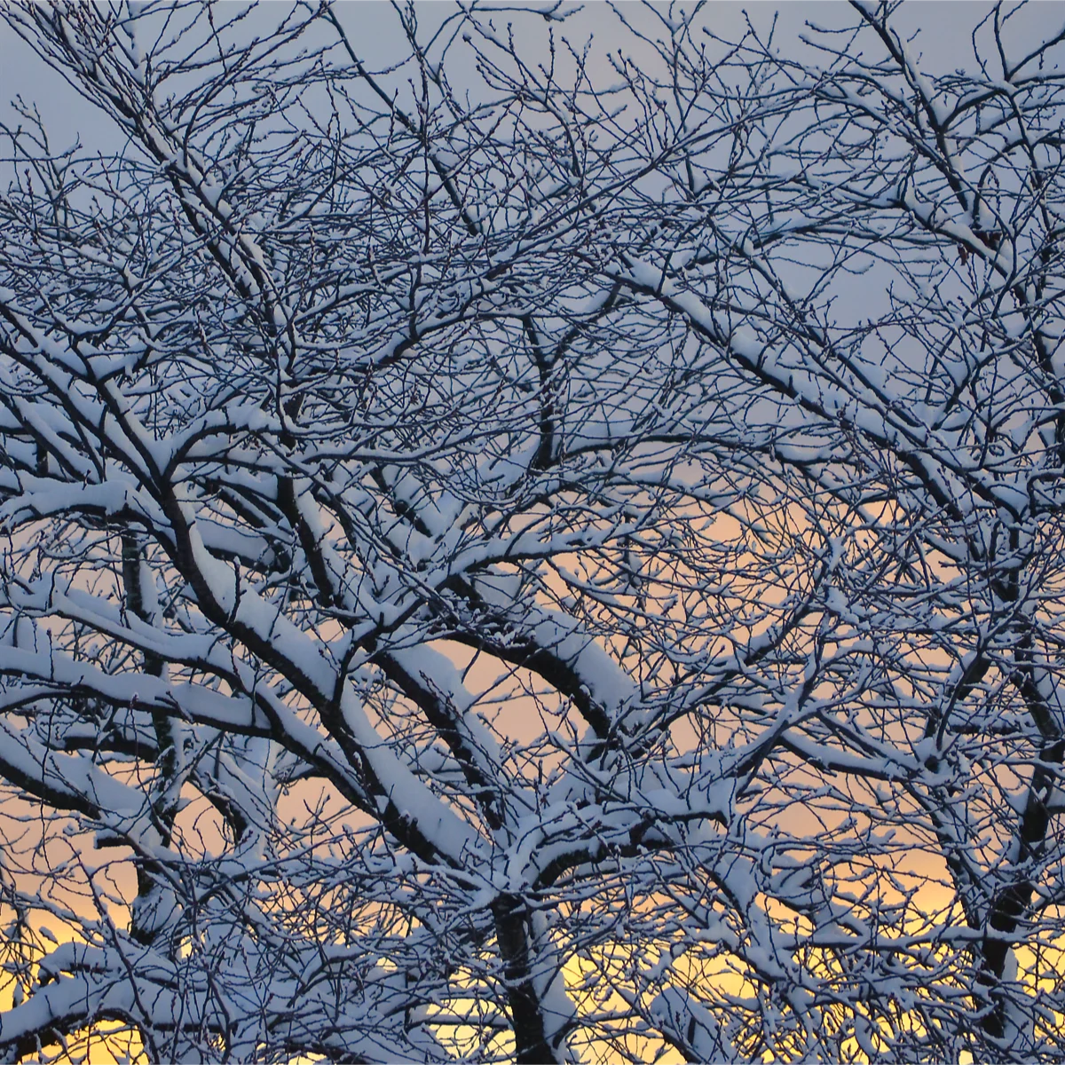 雪が積もった桜の枝の向こうの空が赤く色づいている