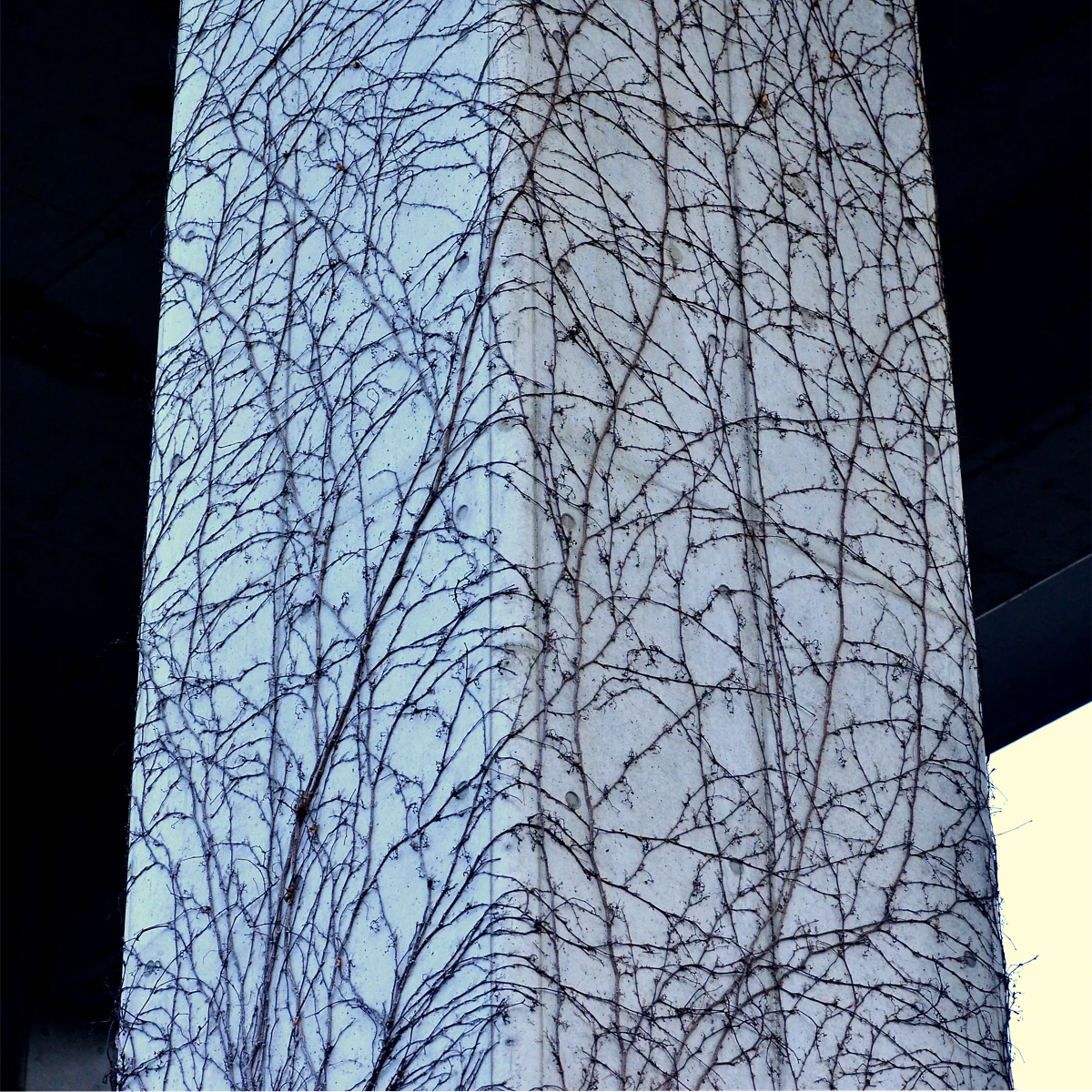 コンクリートの柱に葉を落としたツタが絡みついている写真