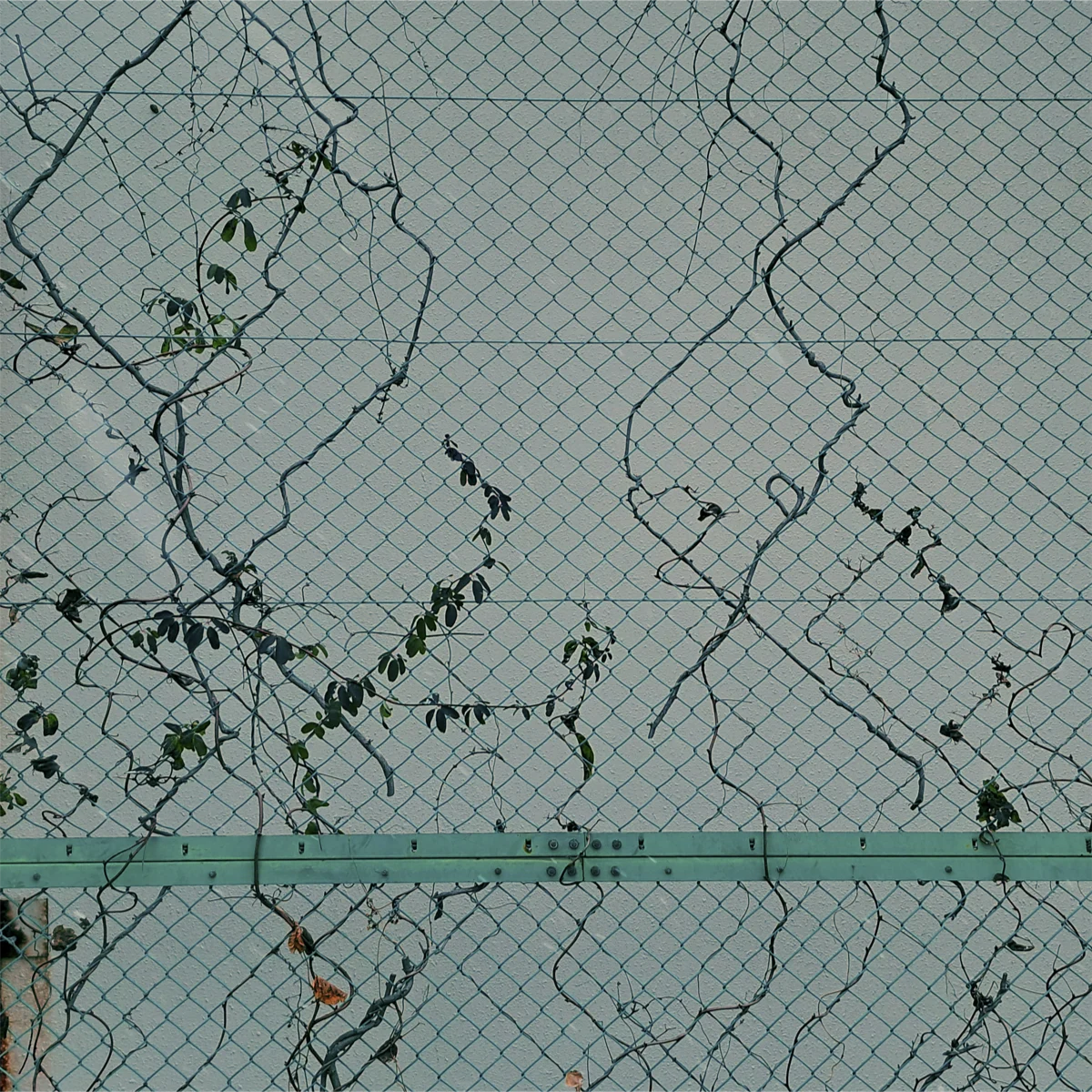 金網のフェンスにアケビの蔓が絡みついている写真