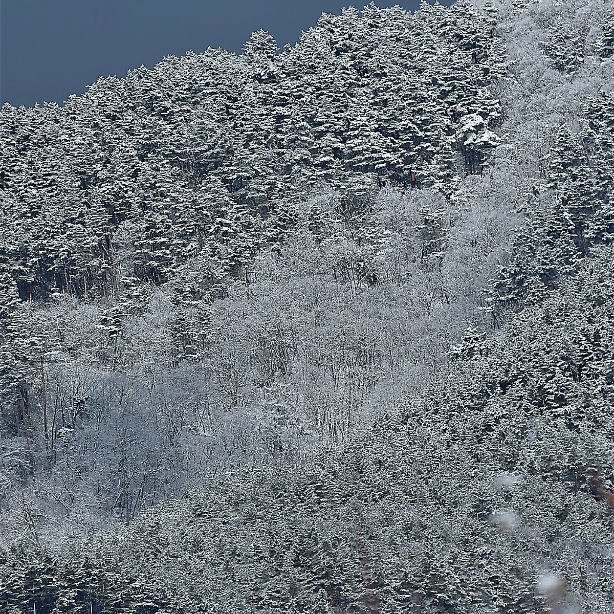 雪化粧した山が朝日に赤く色づいている