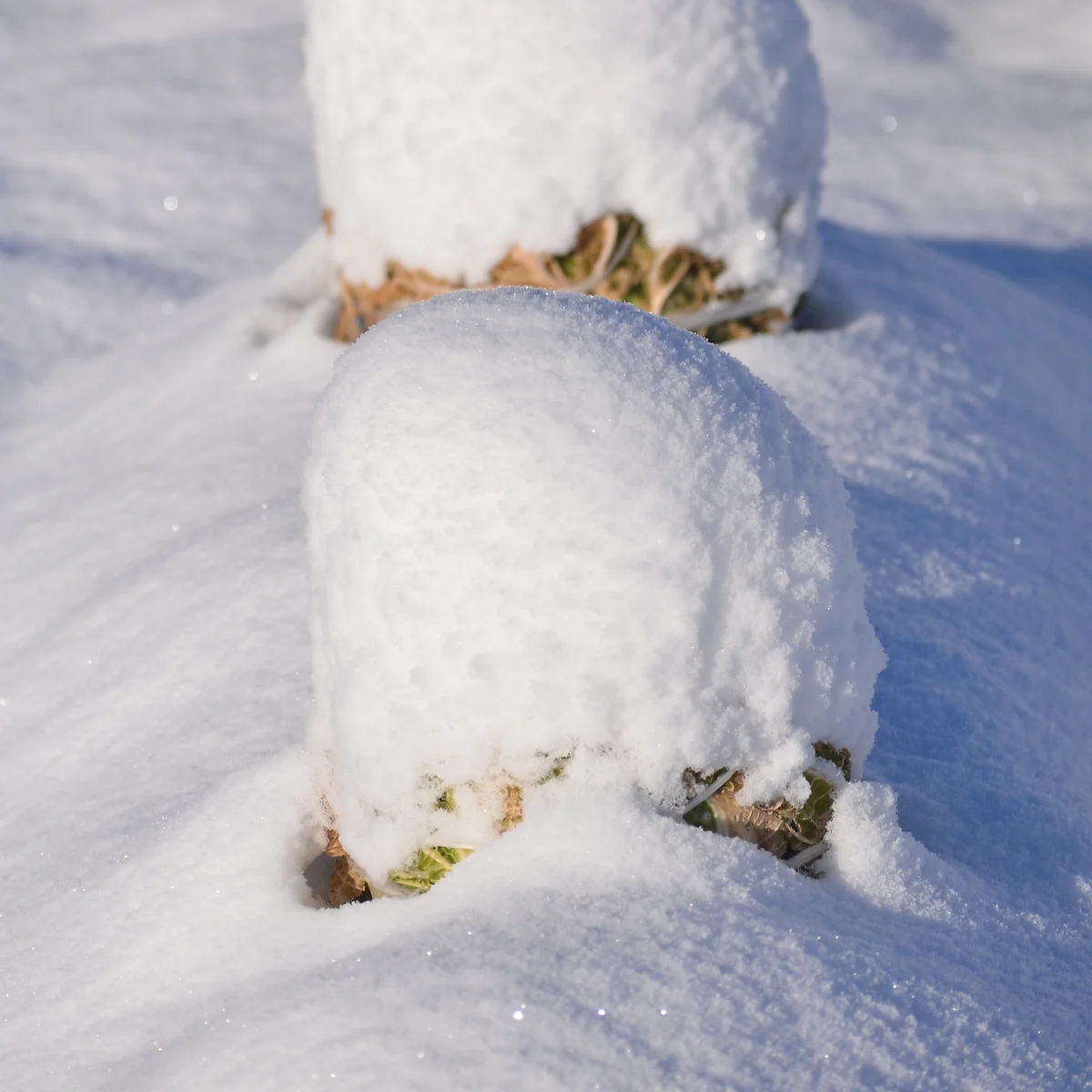 雪をかぶった白菜の畑