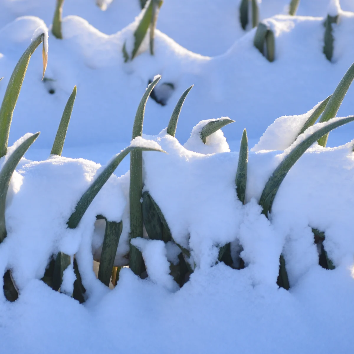 雪をかぶった葱の畑