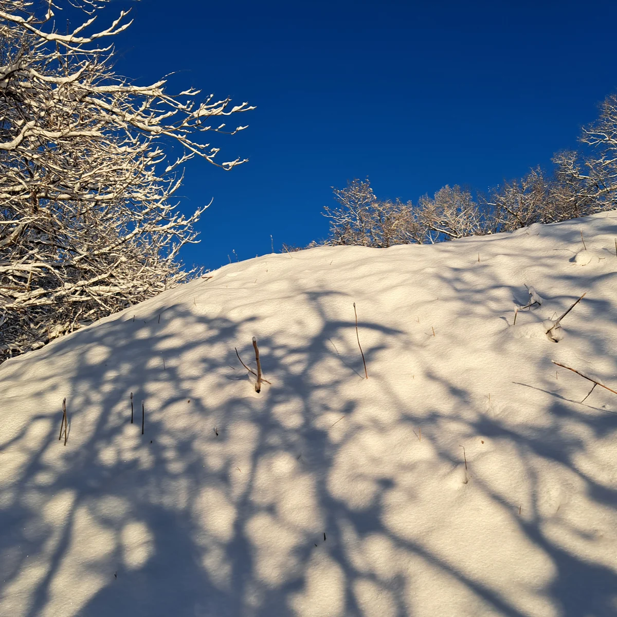 青空を背景にした雪の土手